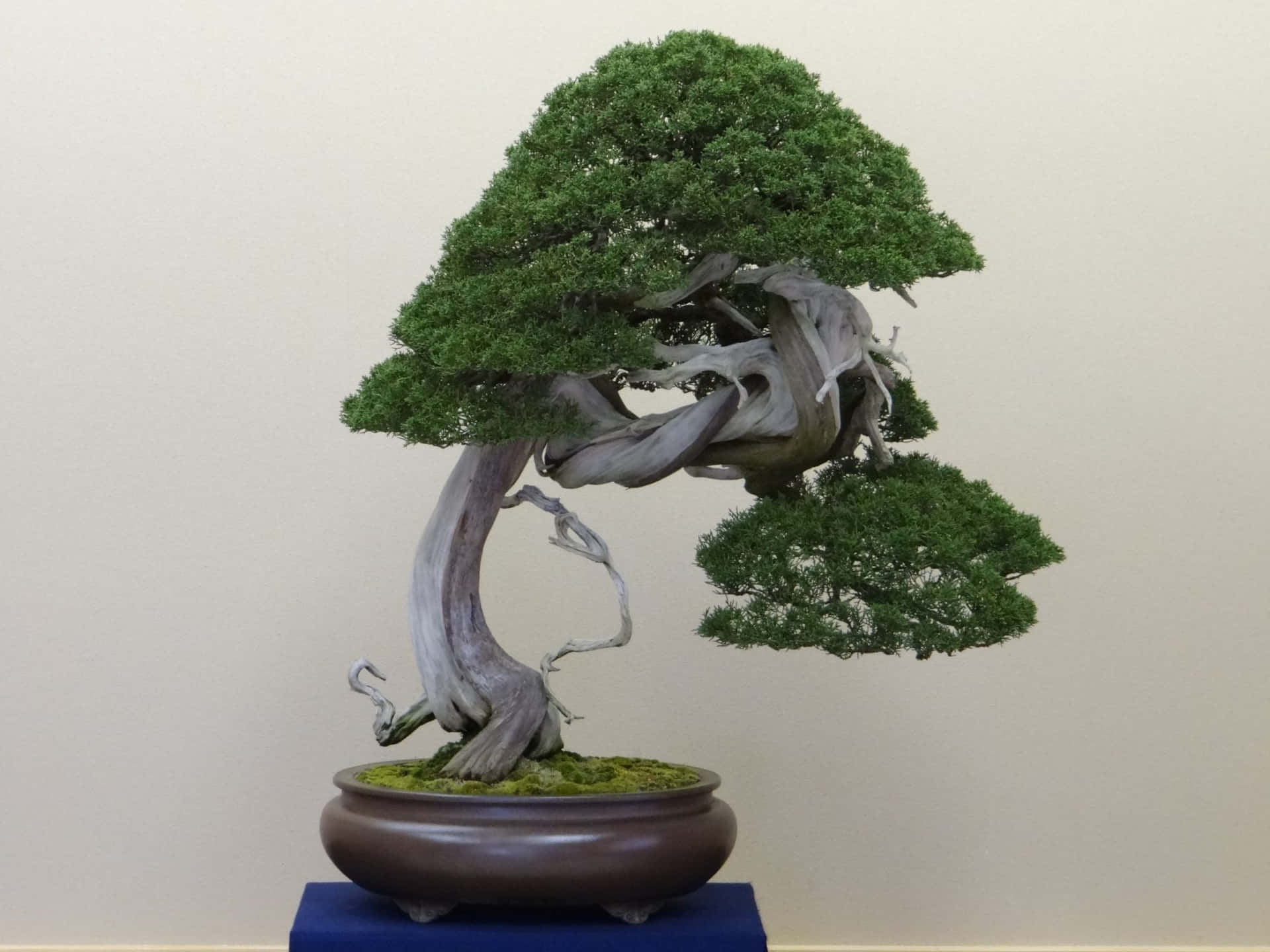 "A Beautiful Bonsai Tree with Uniquely-Trimmed Foliage"