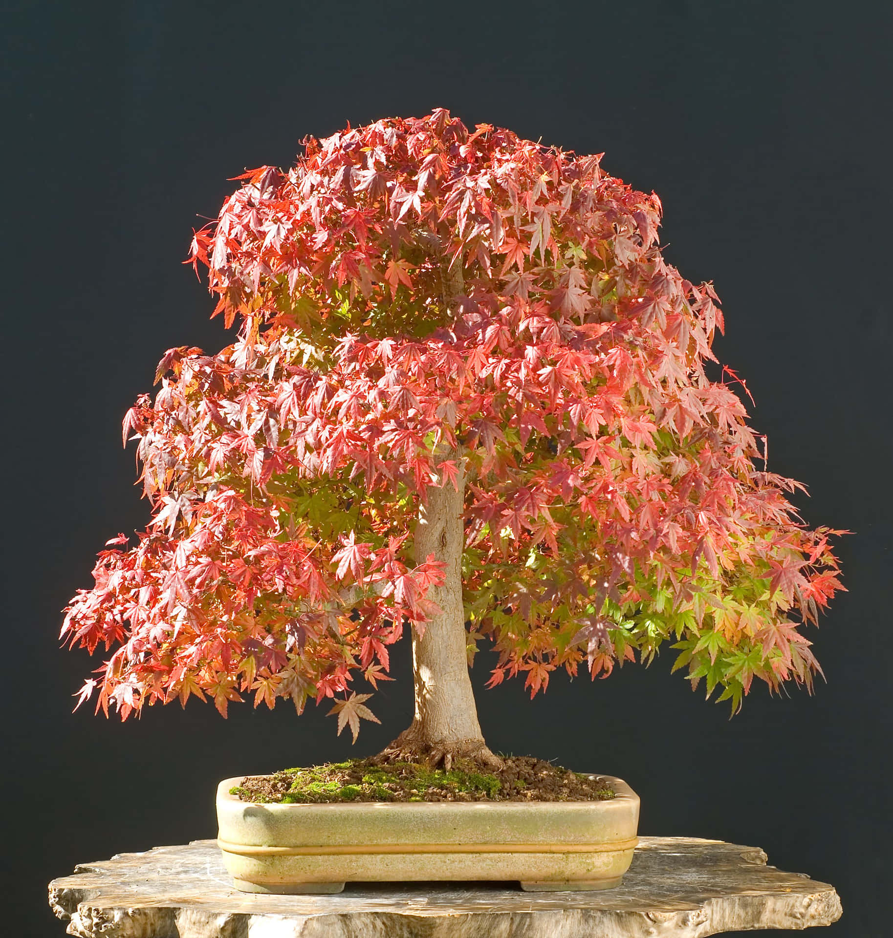 A Bonsai Tree With Red Leaves On Top Of A Rock