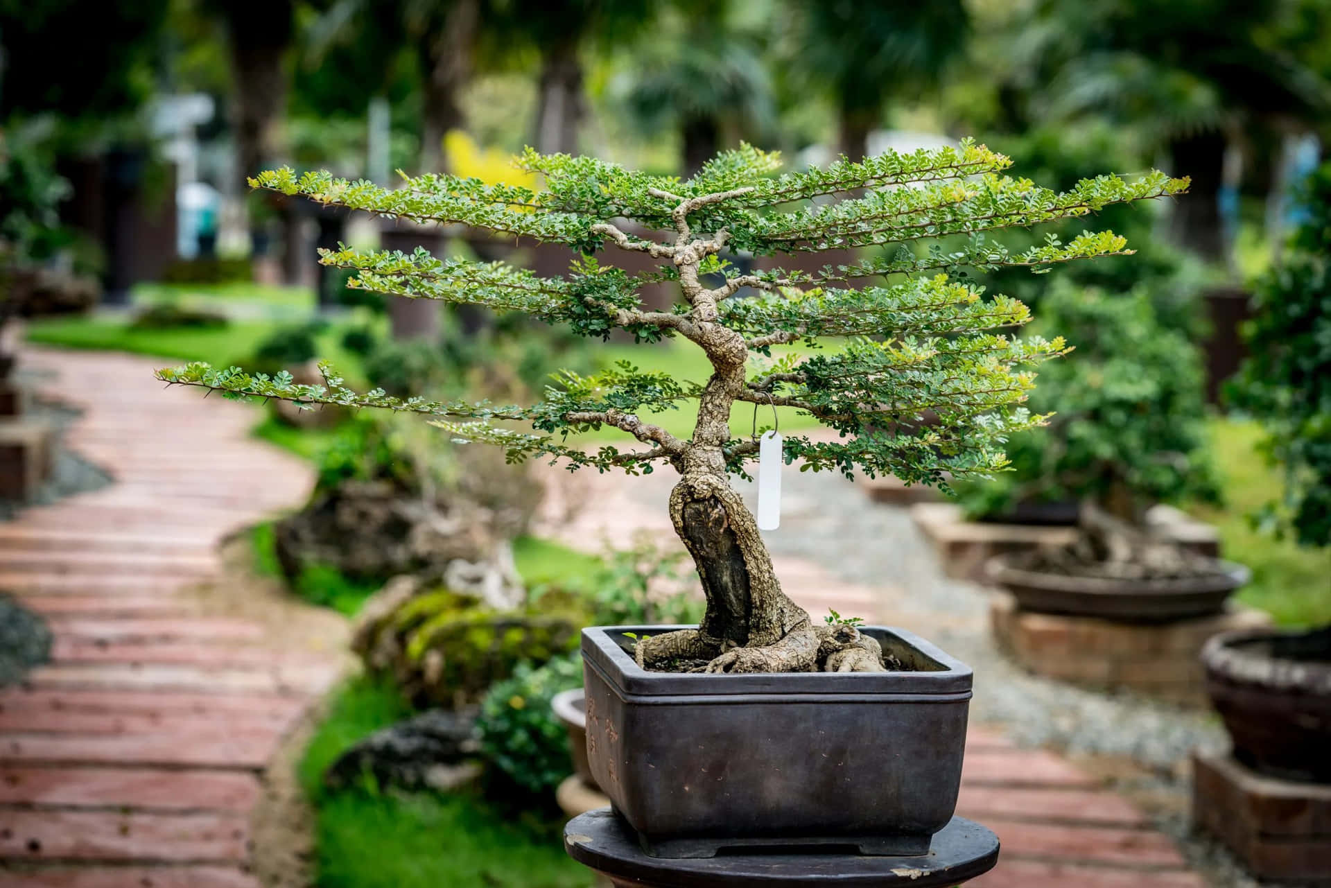 Bonsai Tree In A Pot On A Wooden Table