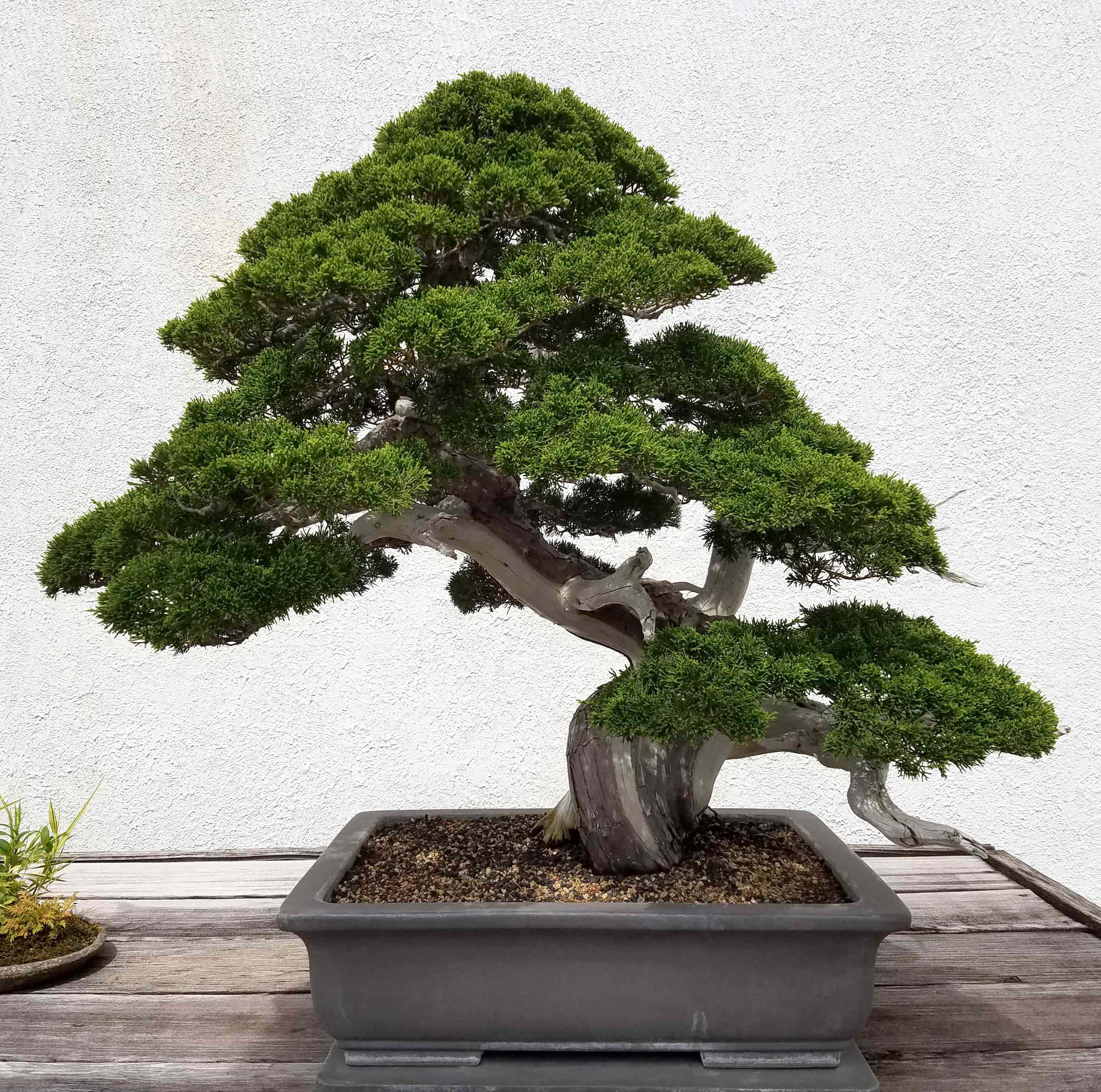 A Varied Selection of Bonsai Trees