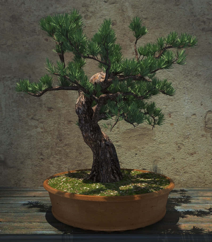 A Bonsai Tree In A Pot On A Table