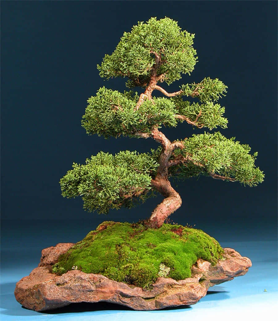 Eincluster Aus Zwei Zarten Bonsai-bäumen In Ihrem Miniaturzustand.