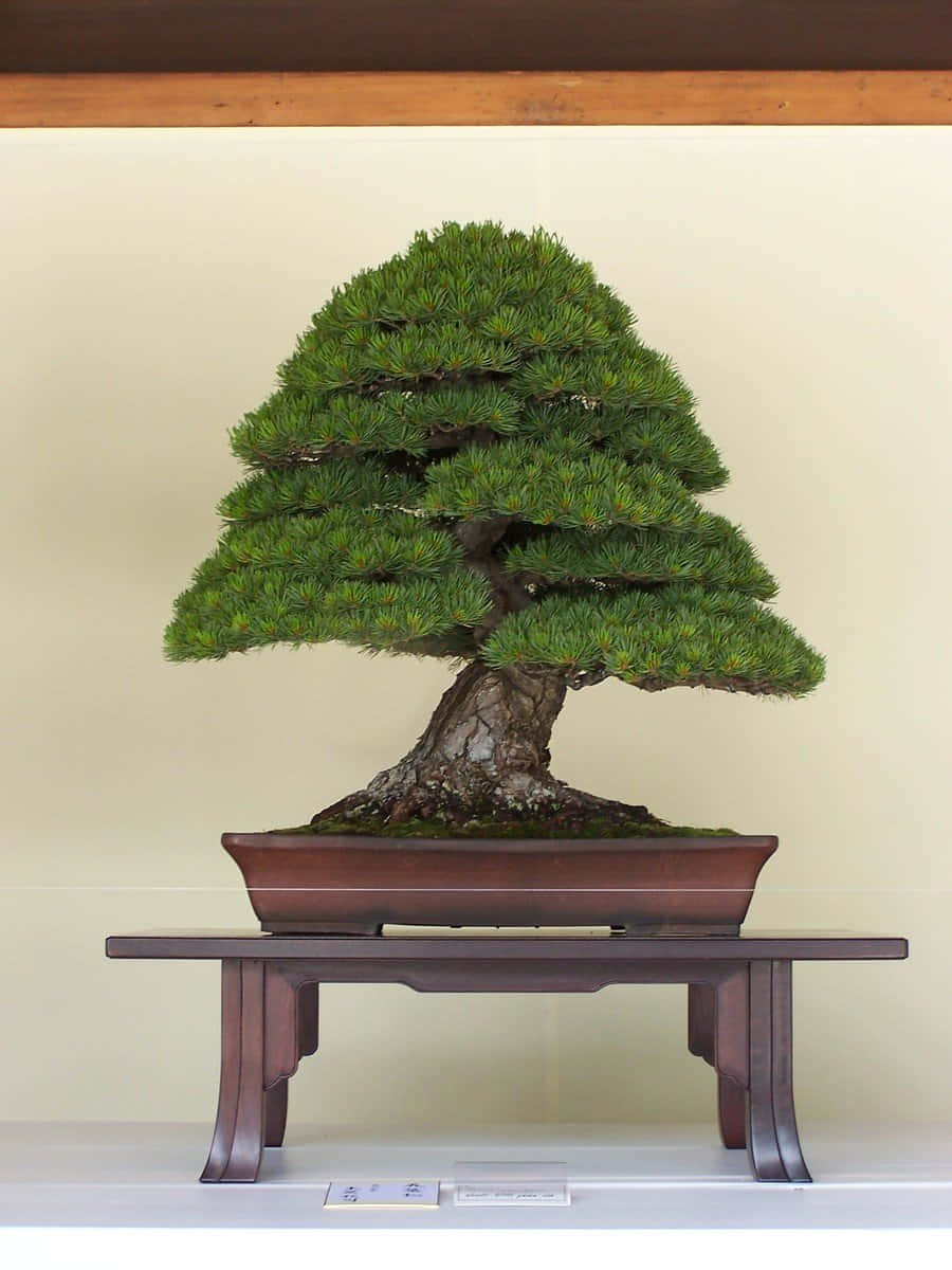 A Bonsai Tree On A Table