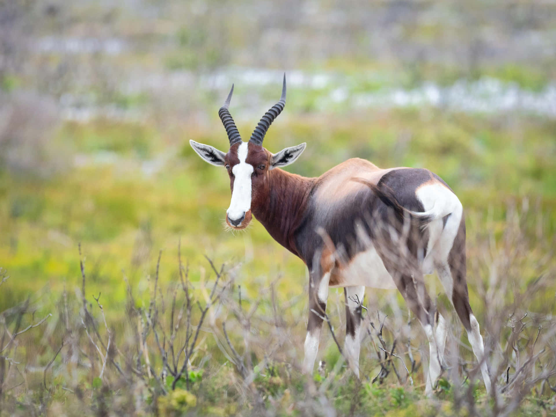 Bontebok Antilope In Grasland.jpg Achtergrond