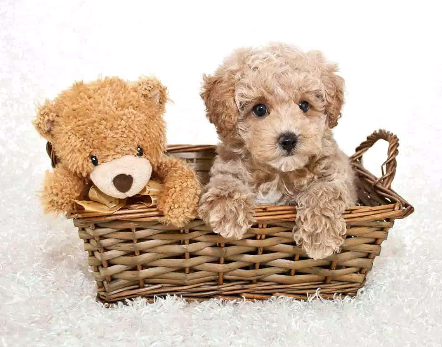 A Teddy Bear And A Puppy In A Basket Wallpaper