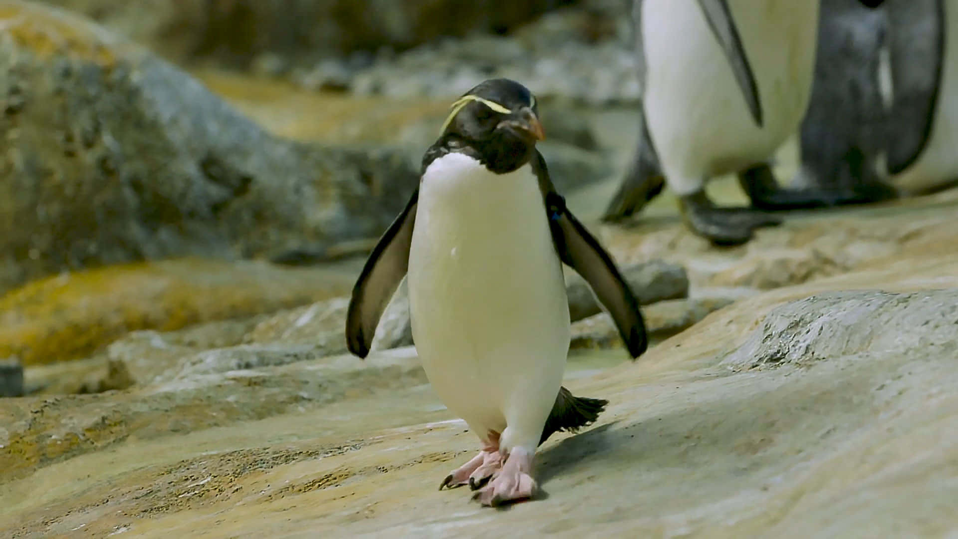 Penguins Walking On Rocks In An Enclosure Wallpaper