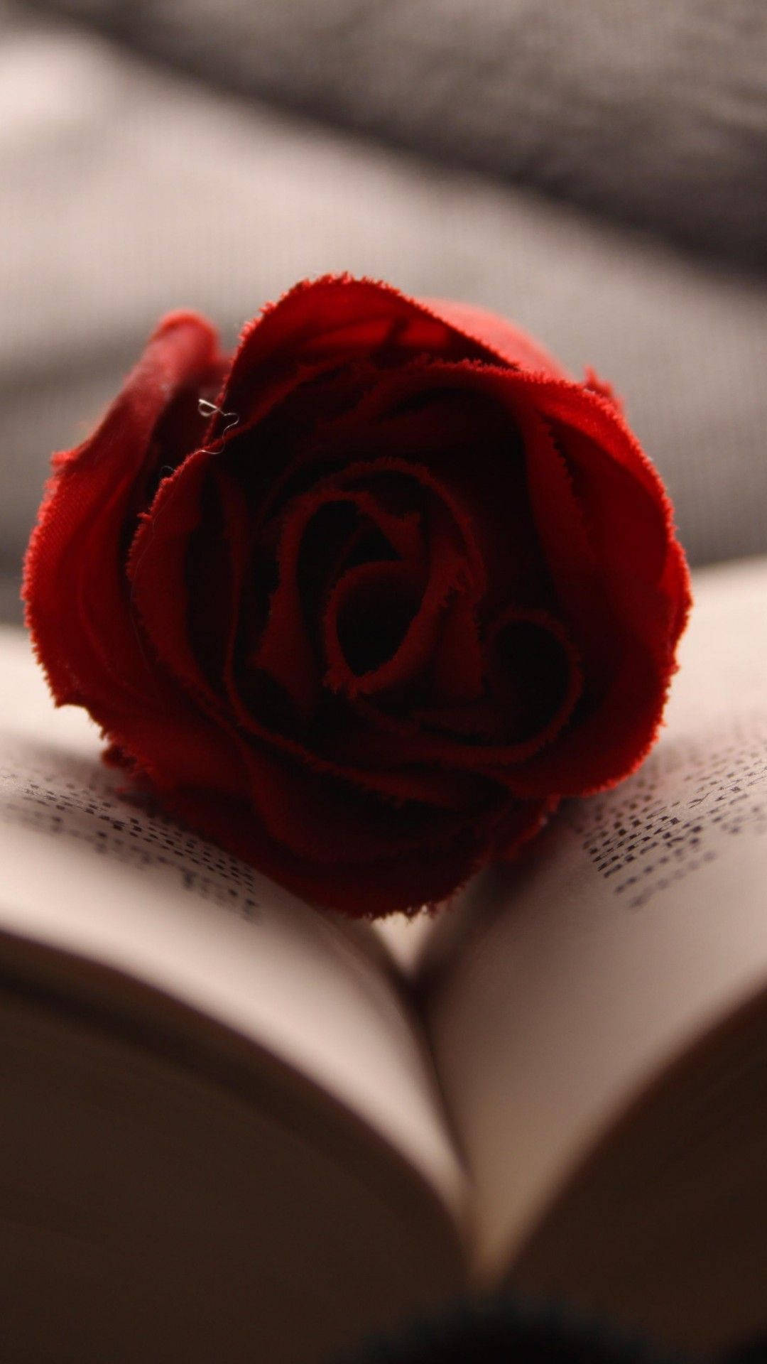 Book og rød rose iphone tapet Wallpaper