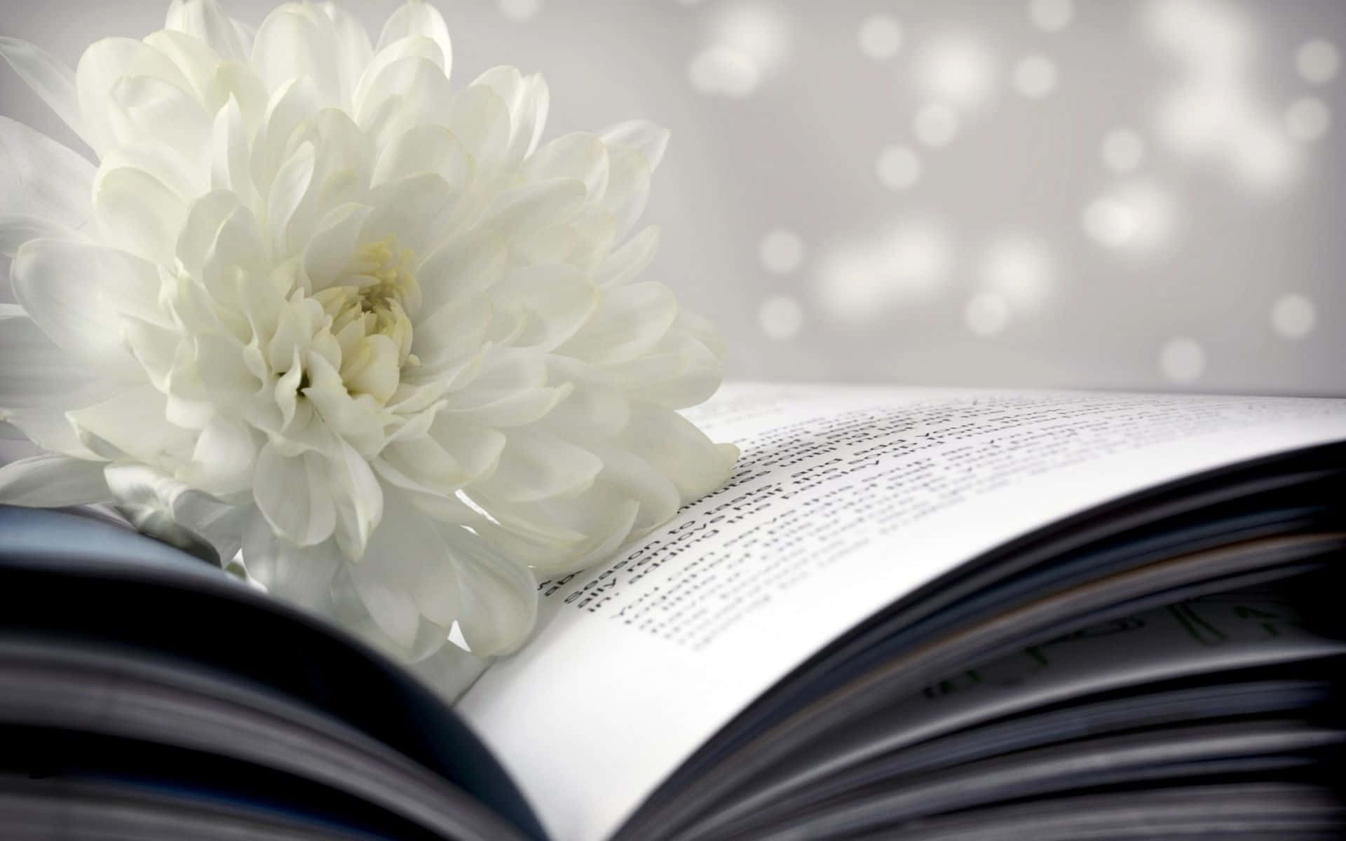 A White Flower Is Sitting On Top Of An Open Book
