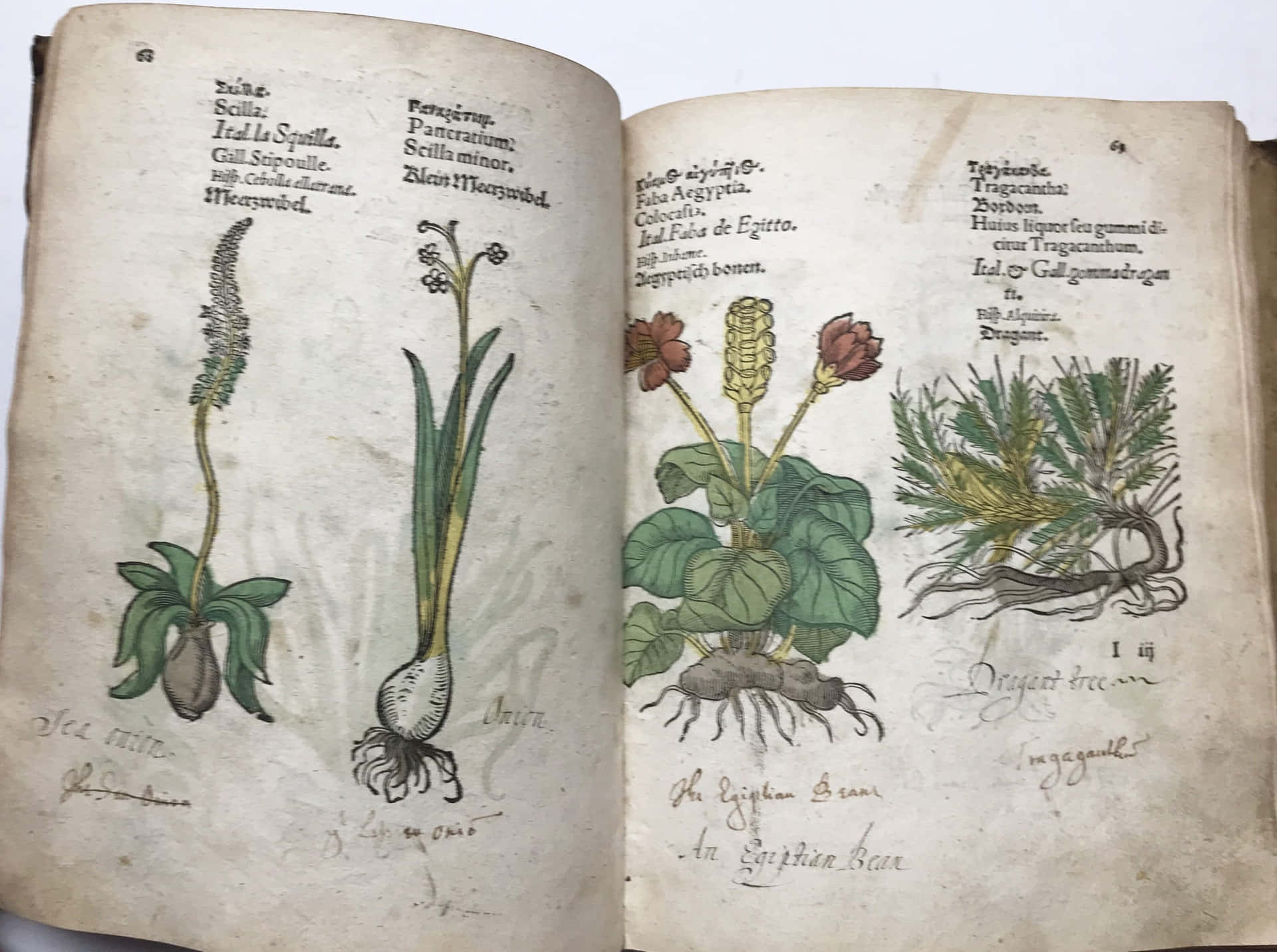 Enbok Med Illustrationer Av Växter Och Blommor