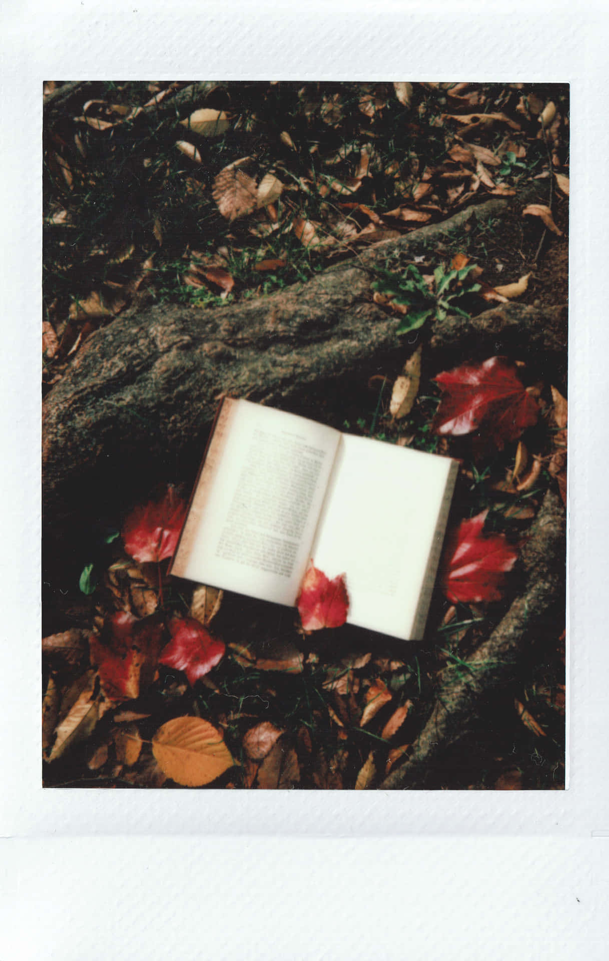 A Book Is Sitting On The Ground With Leaves Around It