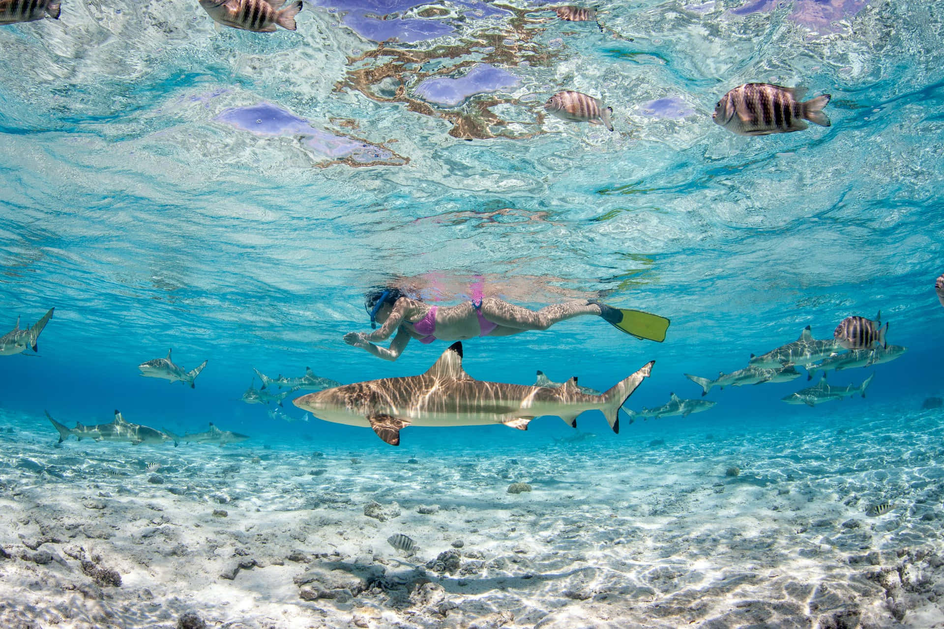 Pristine Bora Bora Beach Paradise Wallpaper