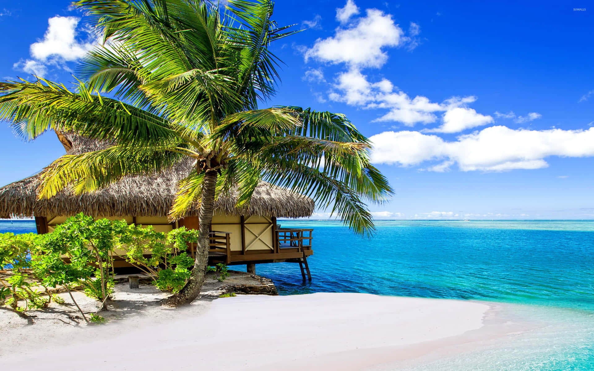 En tropisk strand med en palme og en hytte.
