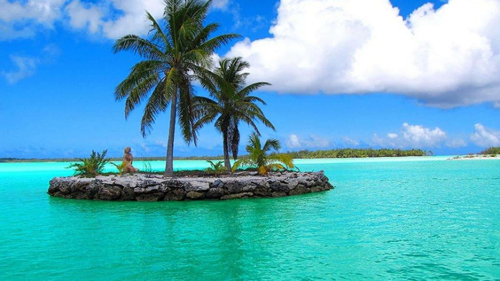 En palme sidder på en ø i havet
