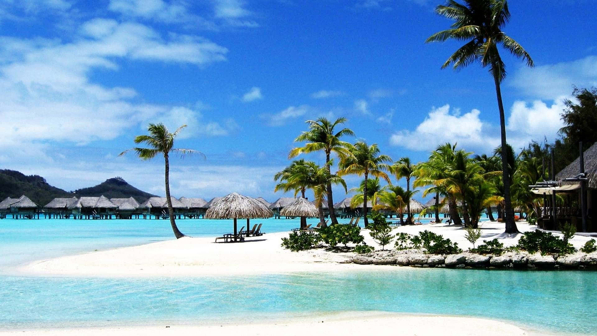 En strand med palmer og et hvidt sandstrand.