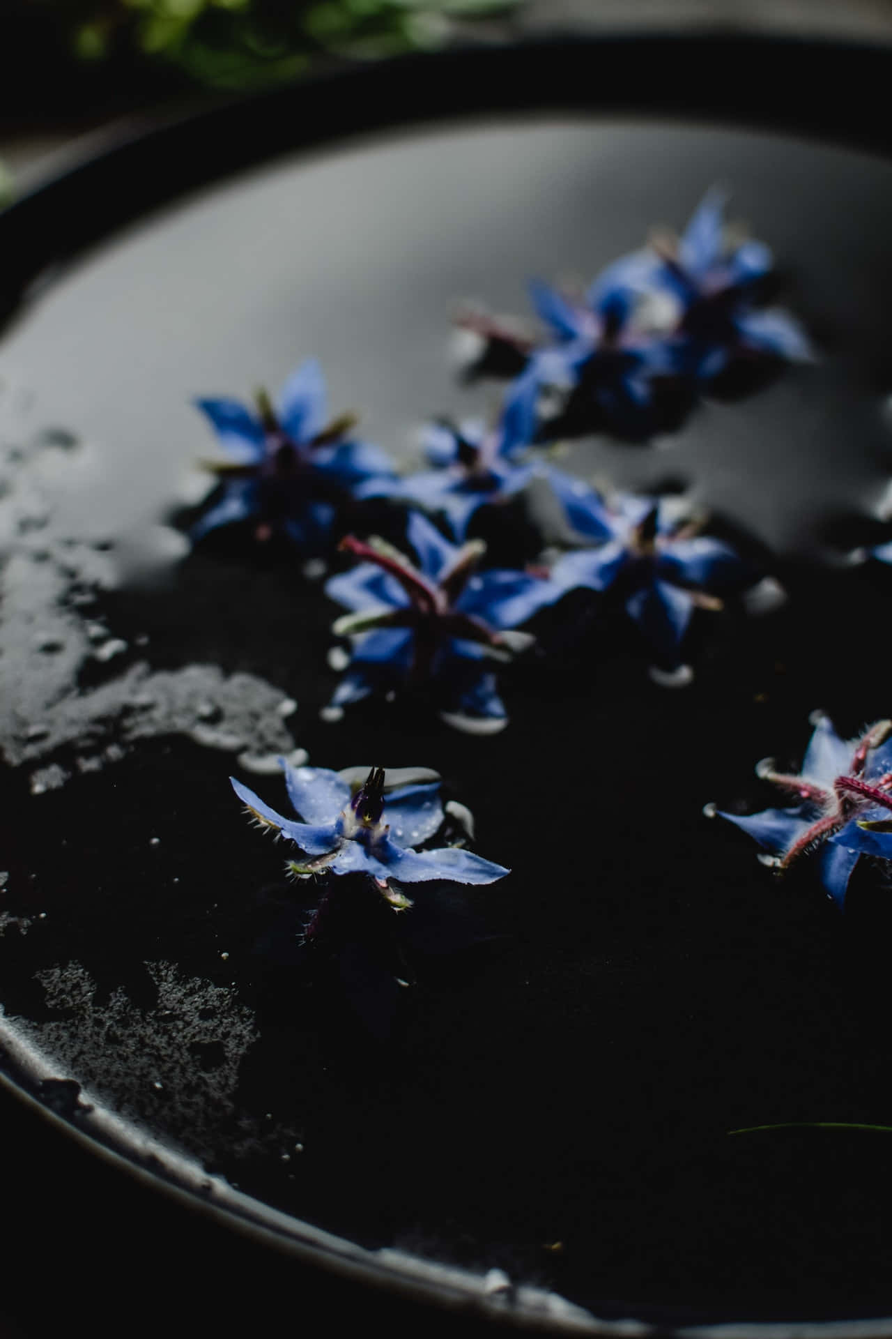 Borretschblaue Blumen Handy Wallpaper