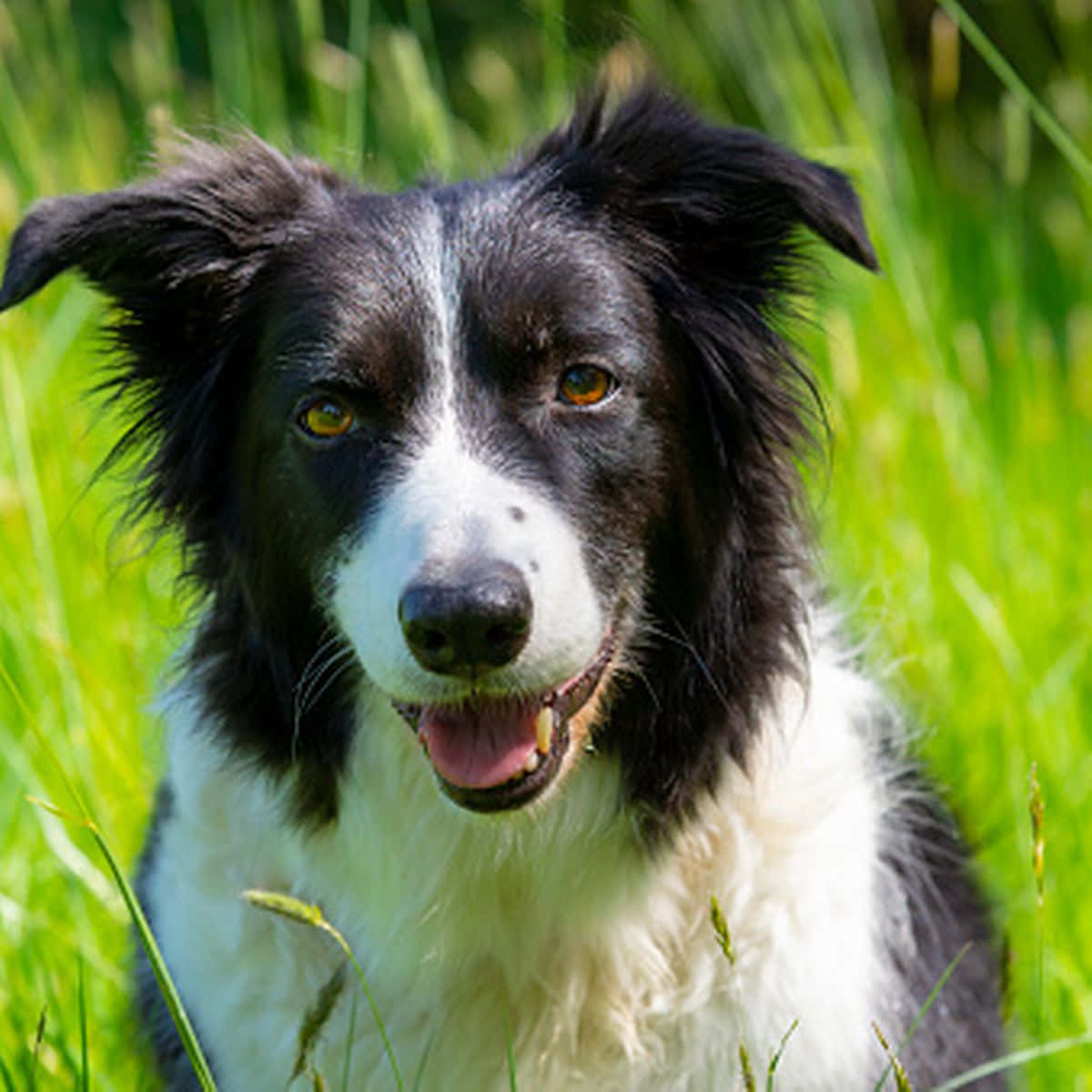 A beautiful border collie looks up and out of frame
