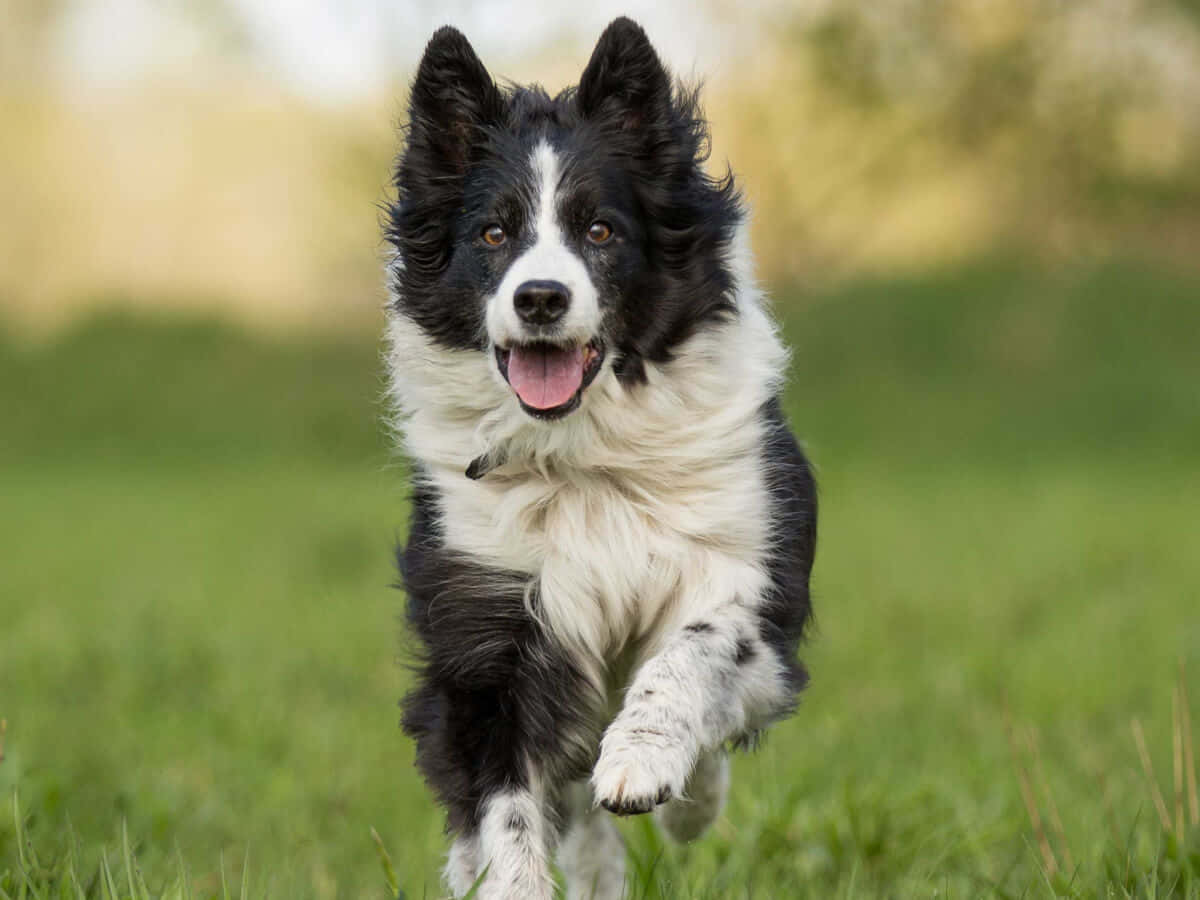 Border Collie Dog Running Picture