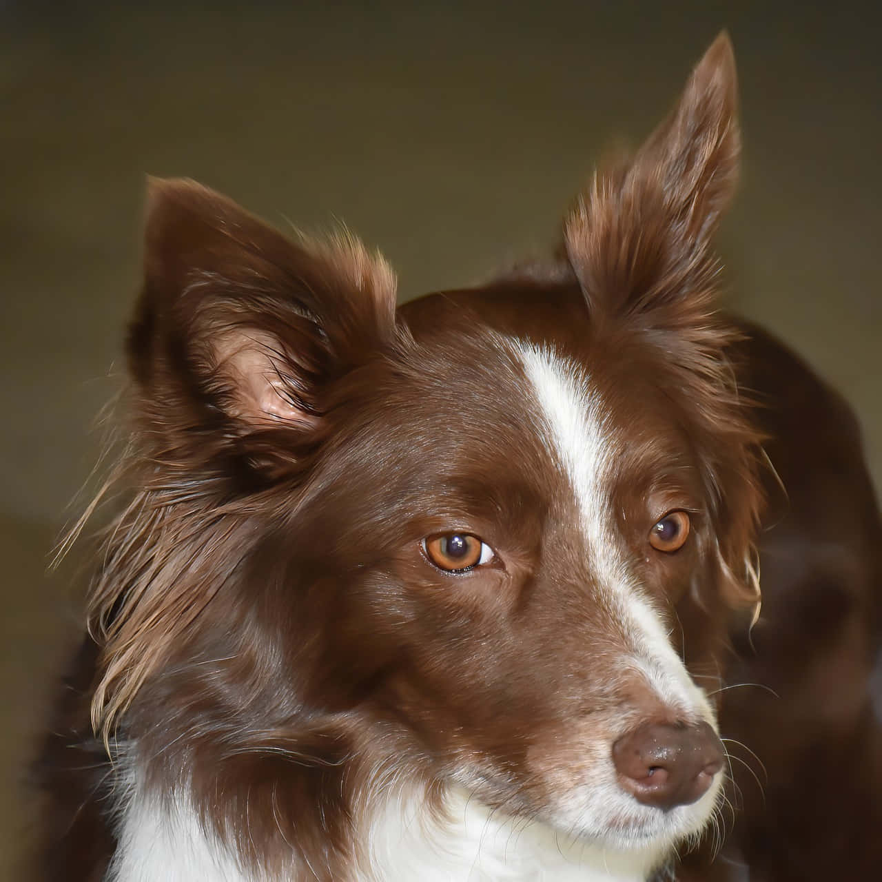 A beautiful border collie relaxing