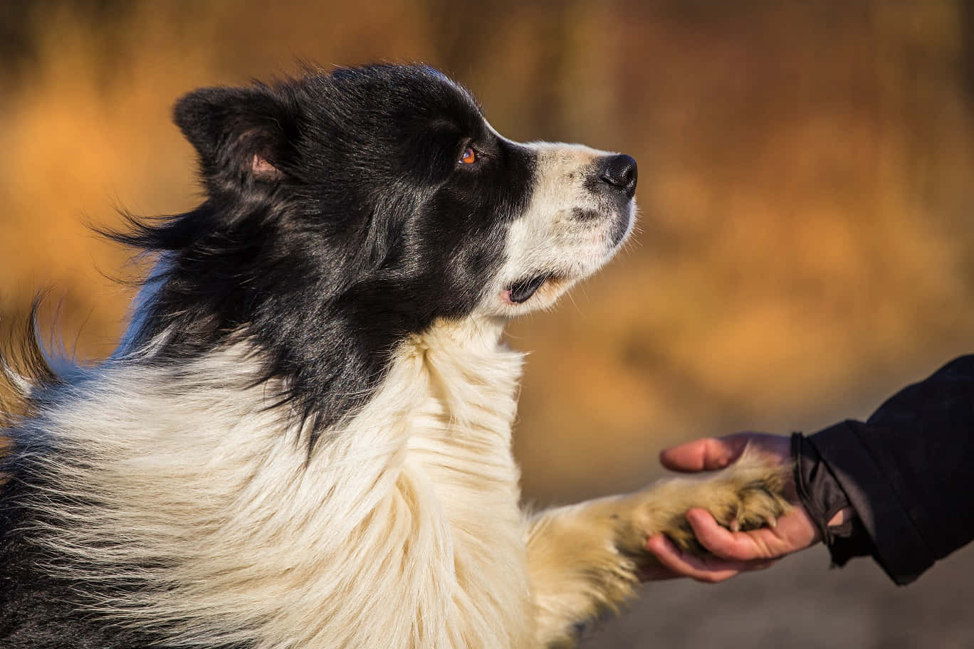 Bildpå En Border Collie-hund Som Håller Hand.