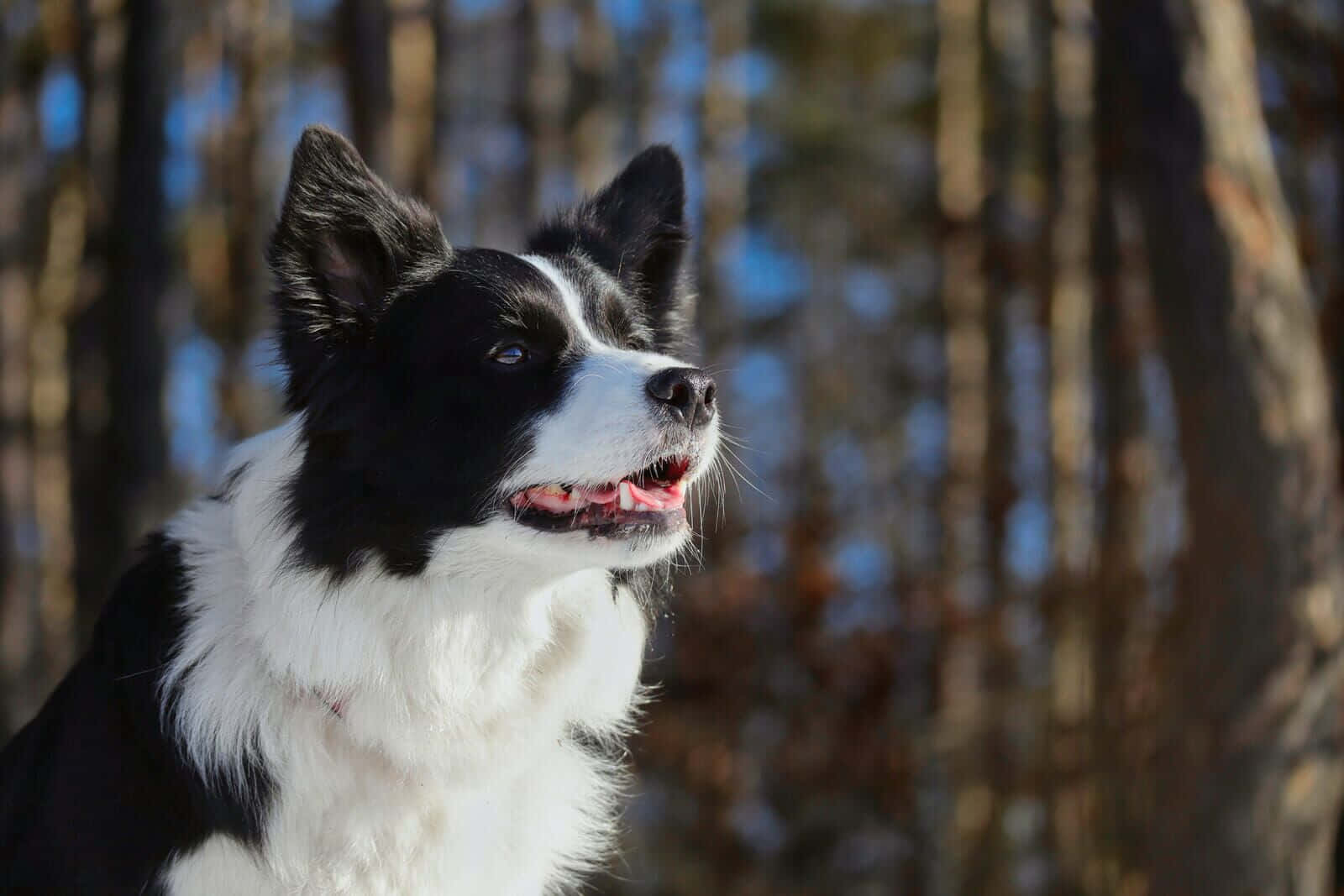 A Border Collie Puppy Enjoying Time Outside
