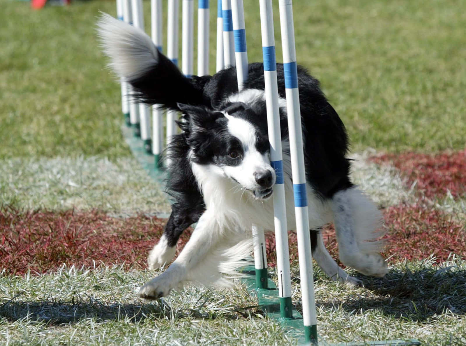 Border Collie Dog Agility Competition Picture