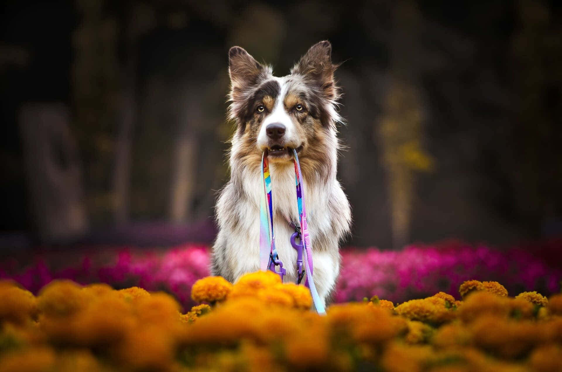 A happy border collie surrounded by nature
