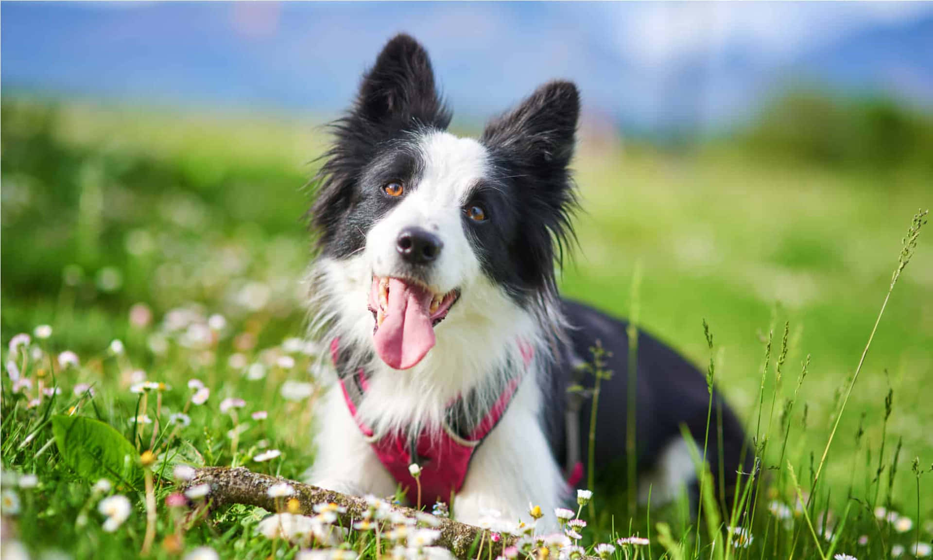 A gorgeous Border Collie enjoying some playtime in the great outdoors.