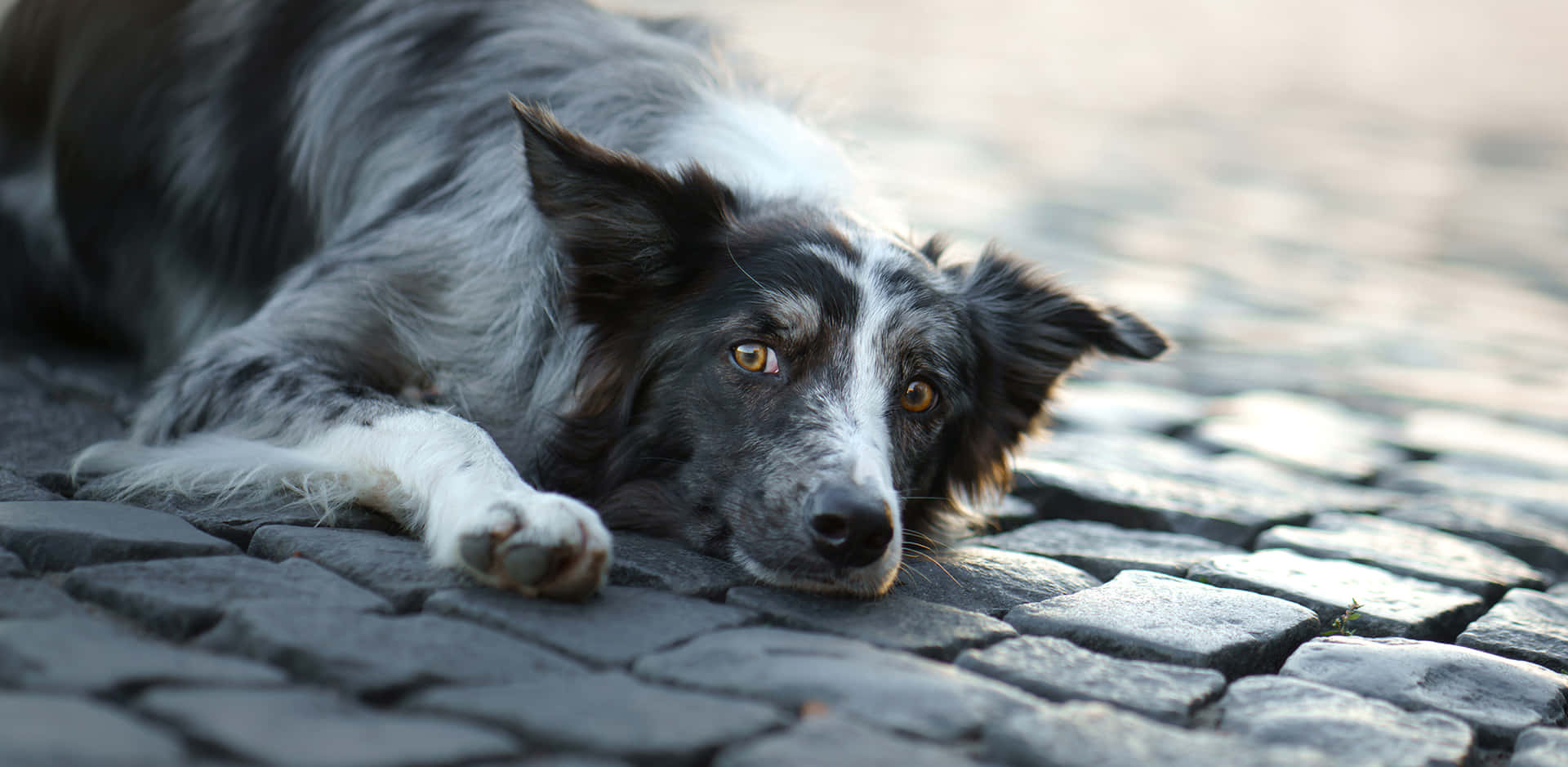 "This border collie shows how friendly and loyal they can be!"