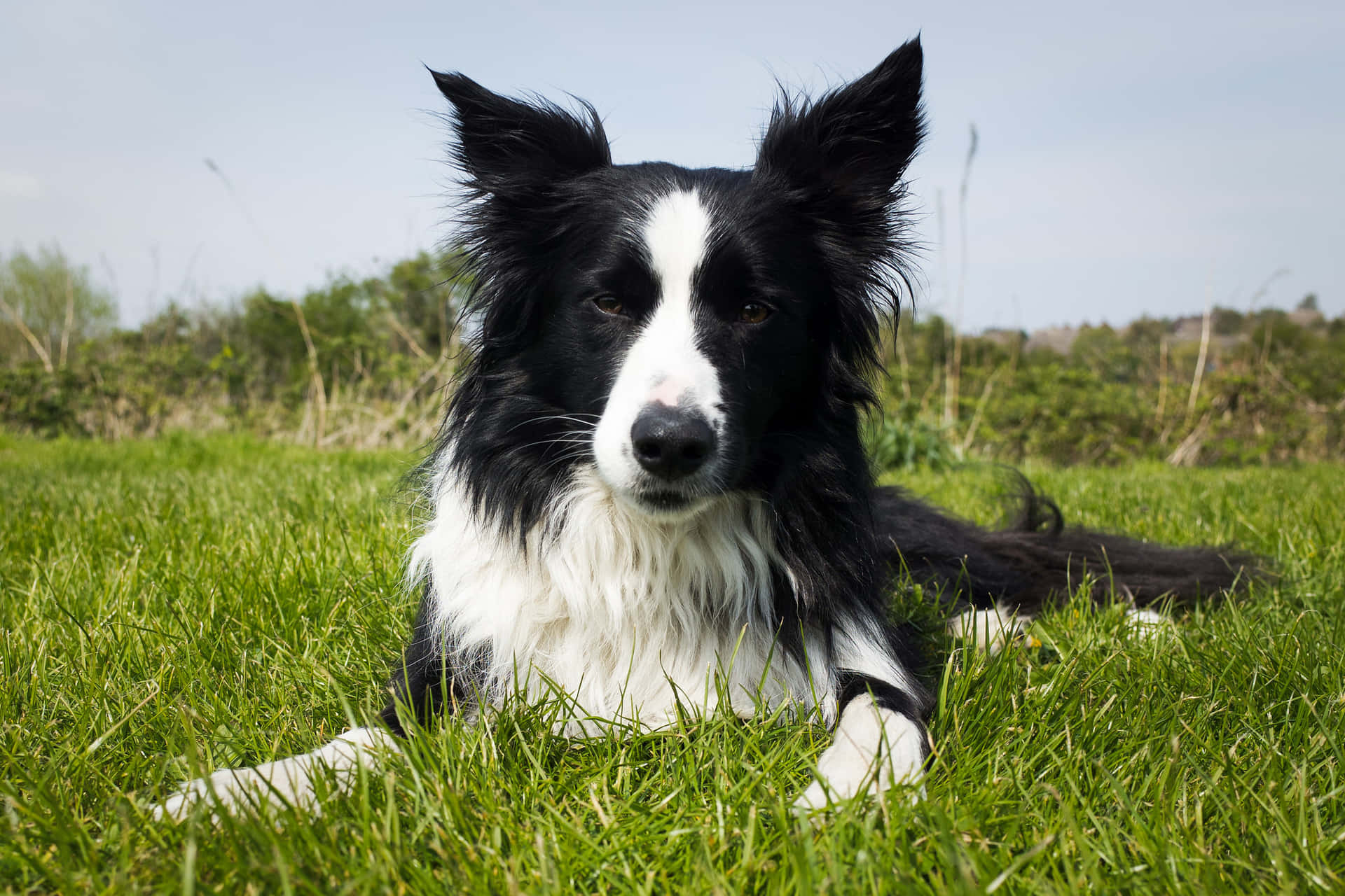 Border Collie Dog Lying In Garden Picture
