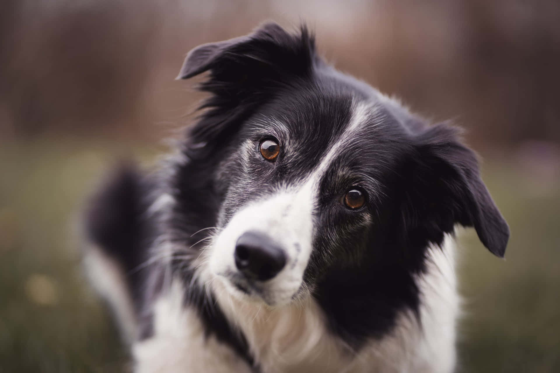 Curious Border Collie Dog Picture
