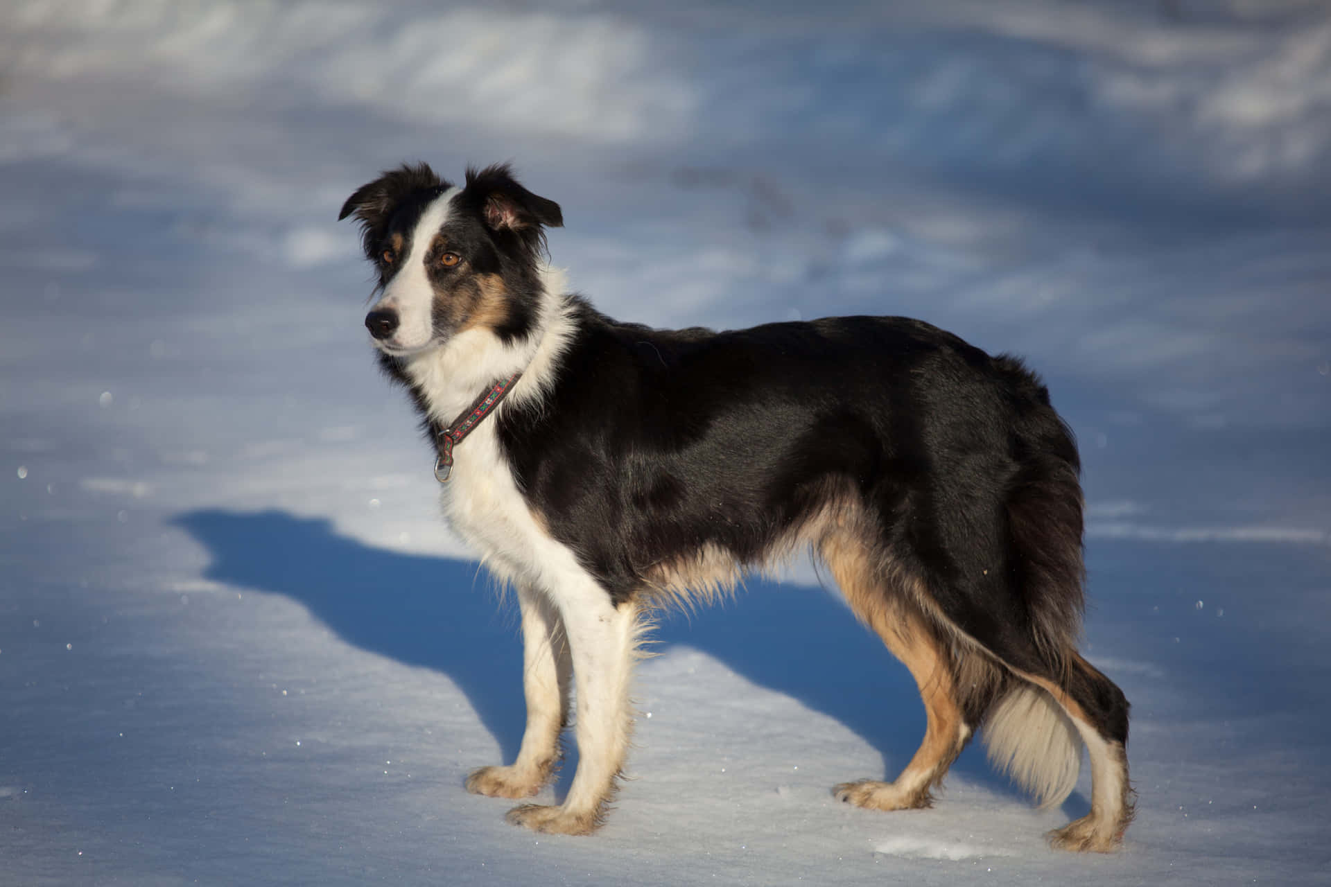 Border Collie Dog Posing On Snow Picture