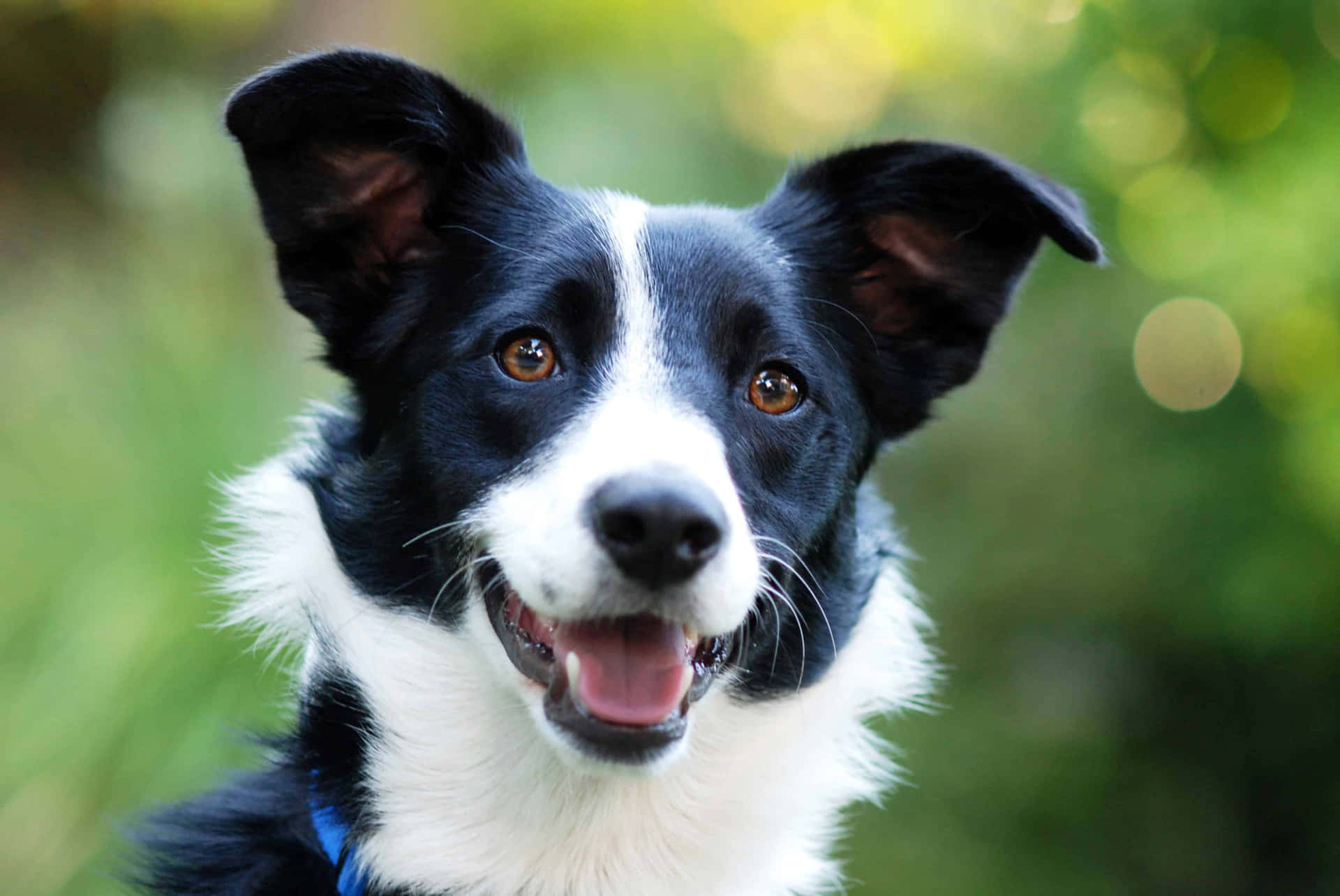 This cute Border Collie pup is happy to see you