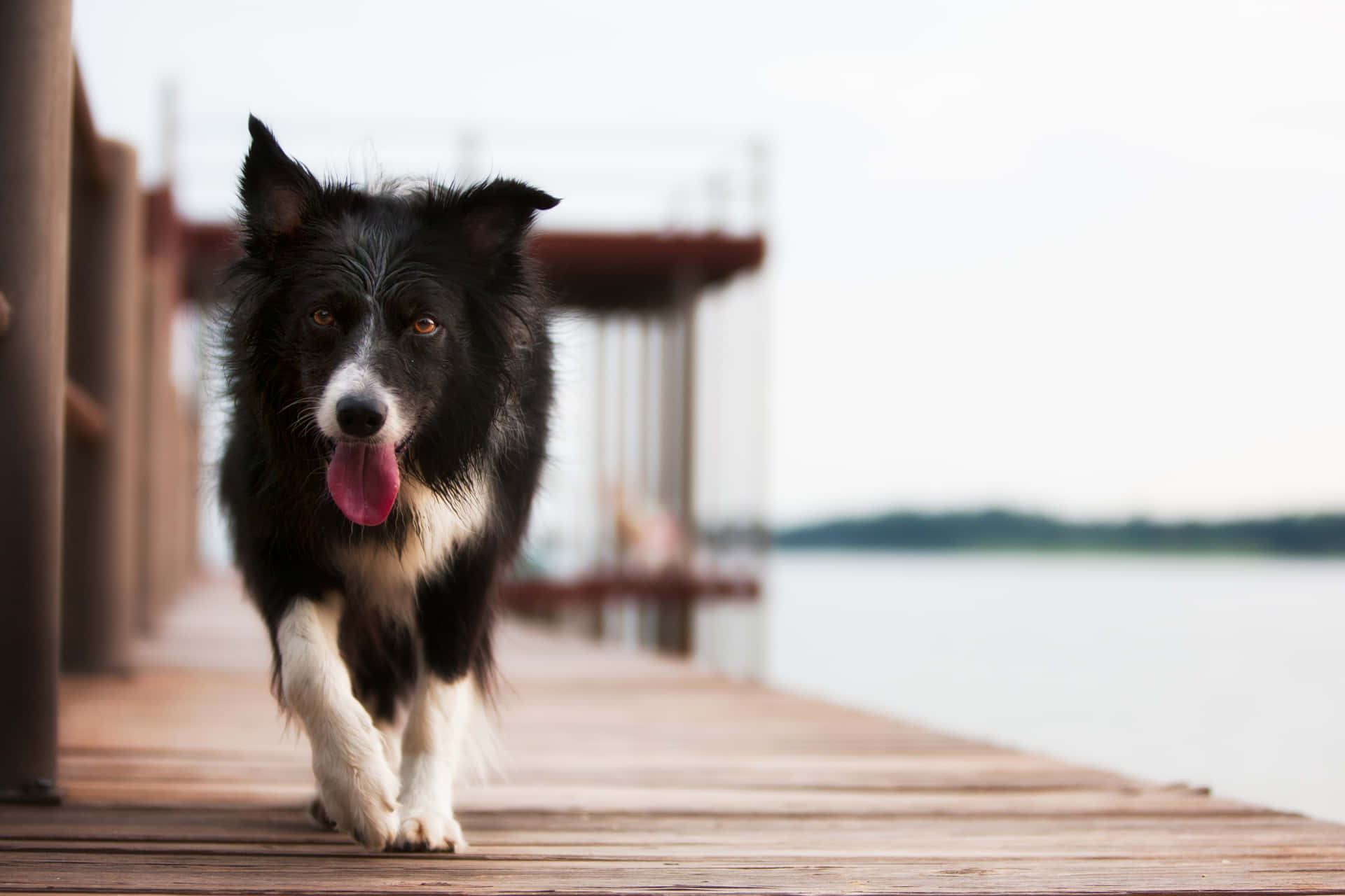 Border Collie Dog On The Bridge Picture