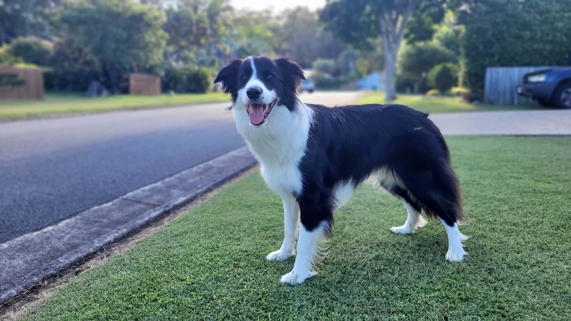 This Intensely Loyal and Intelligent Border Collie is Ready for its Next Challenge