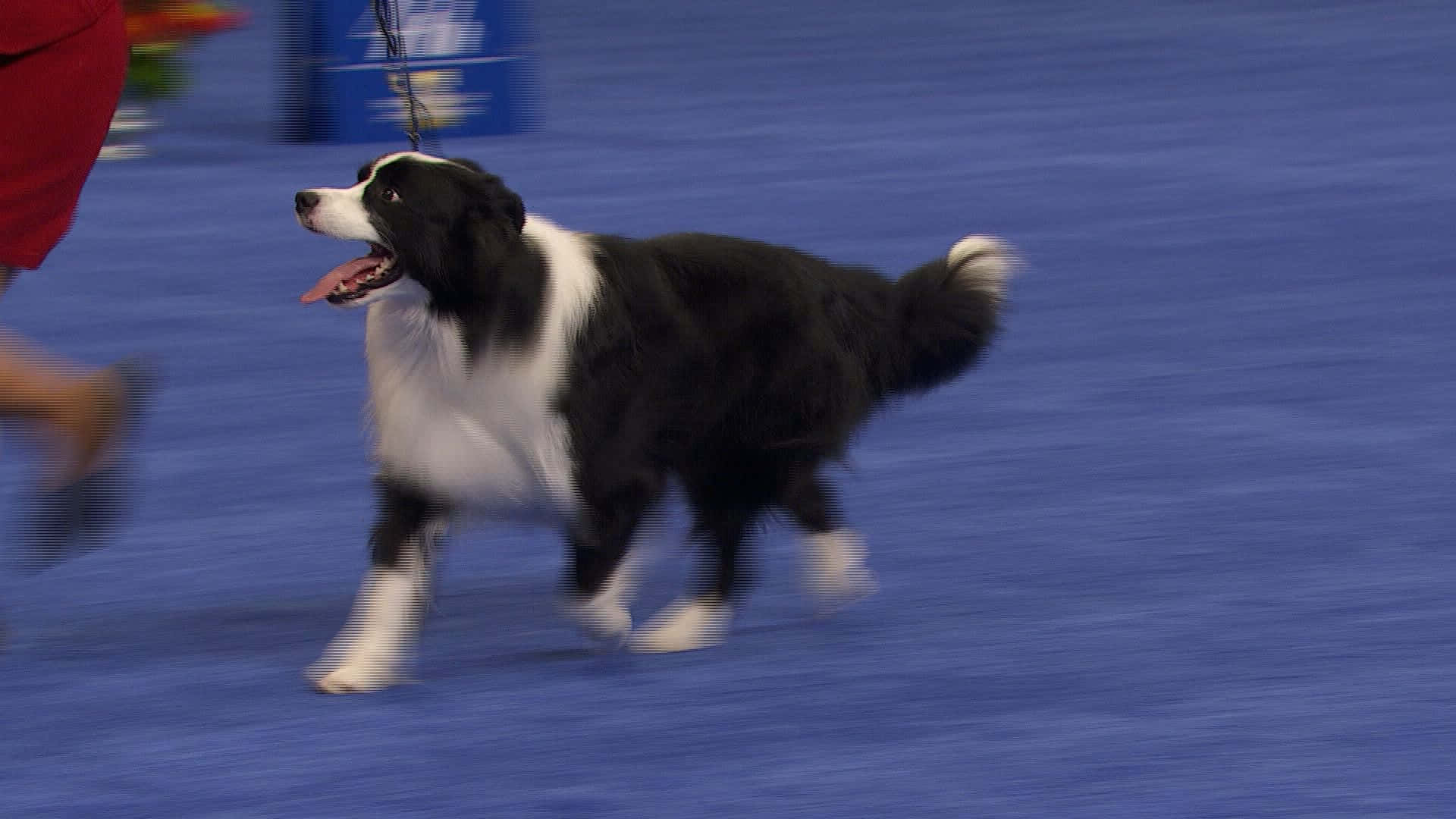 Border Collie Dog Competition Picture