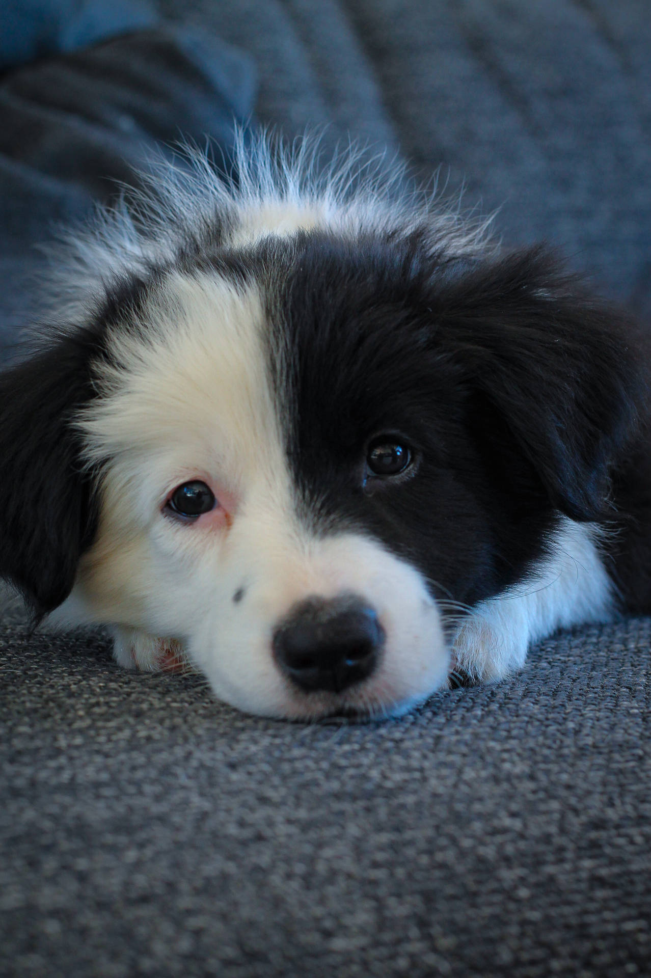 Border Collie Puppy On The Couch Background