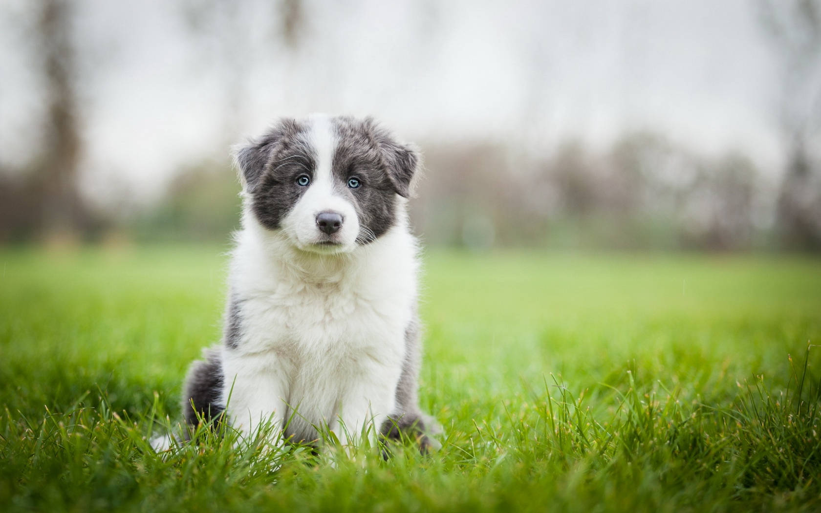 Border Collie Puppy On The Grass Wallpaper