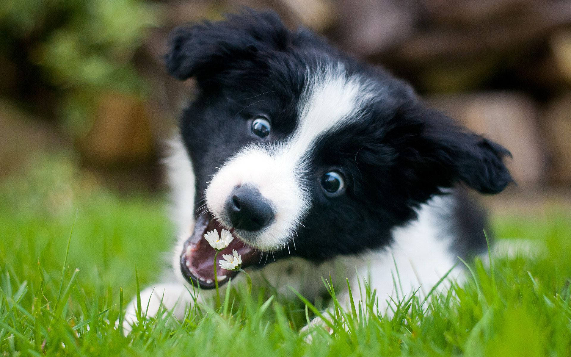 Border Collie Puppy Playing With A Flower Background