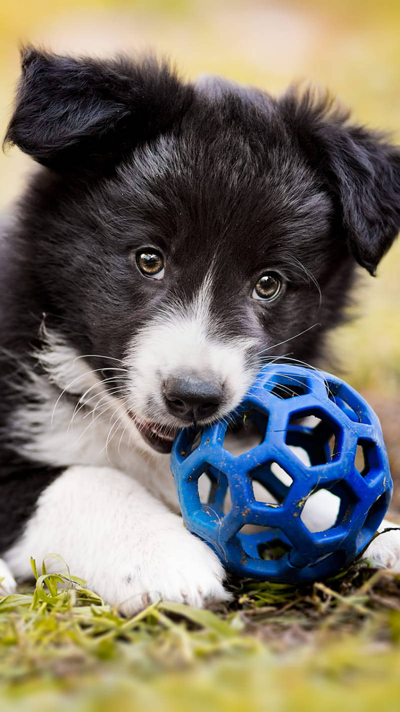 Border Collie Puppy Playing With A Roller Toy Background