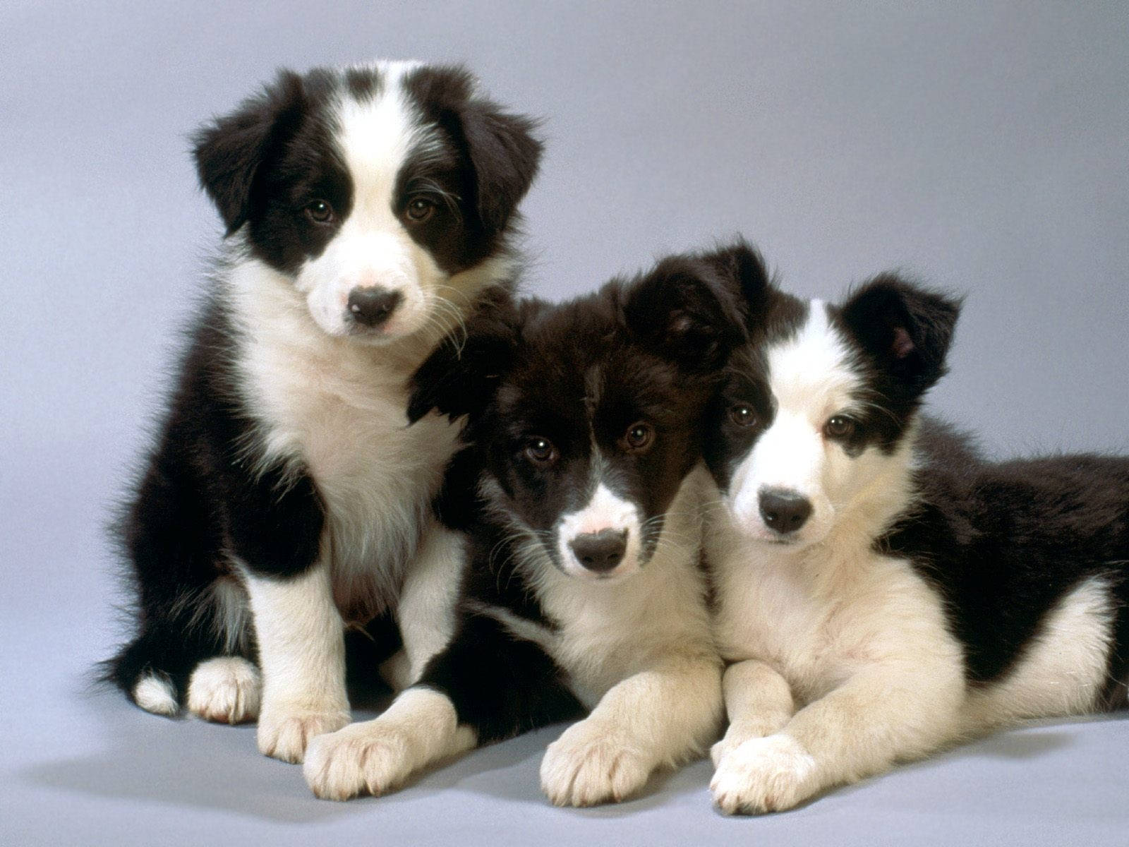 Border Collie Puppy Sandwiched By Siblings Wallpaper