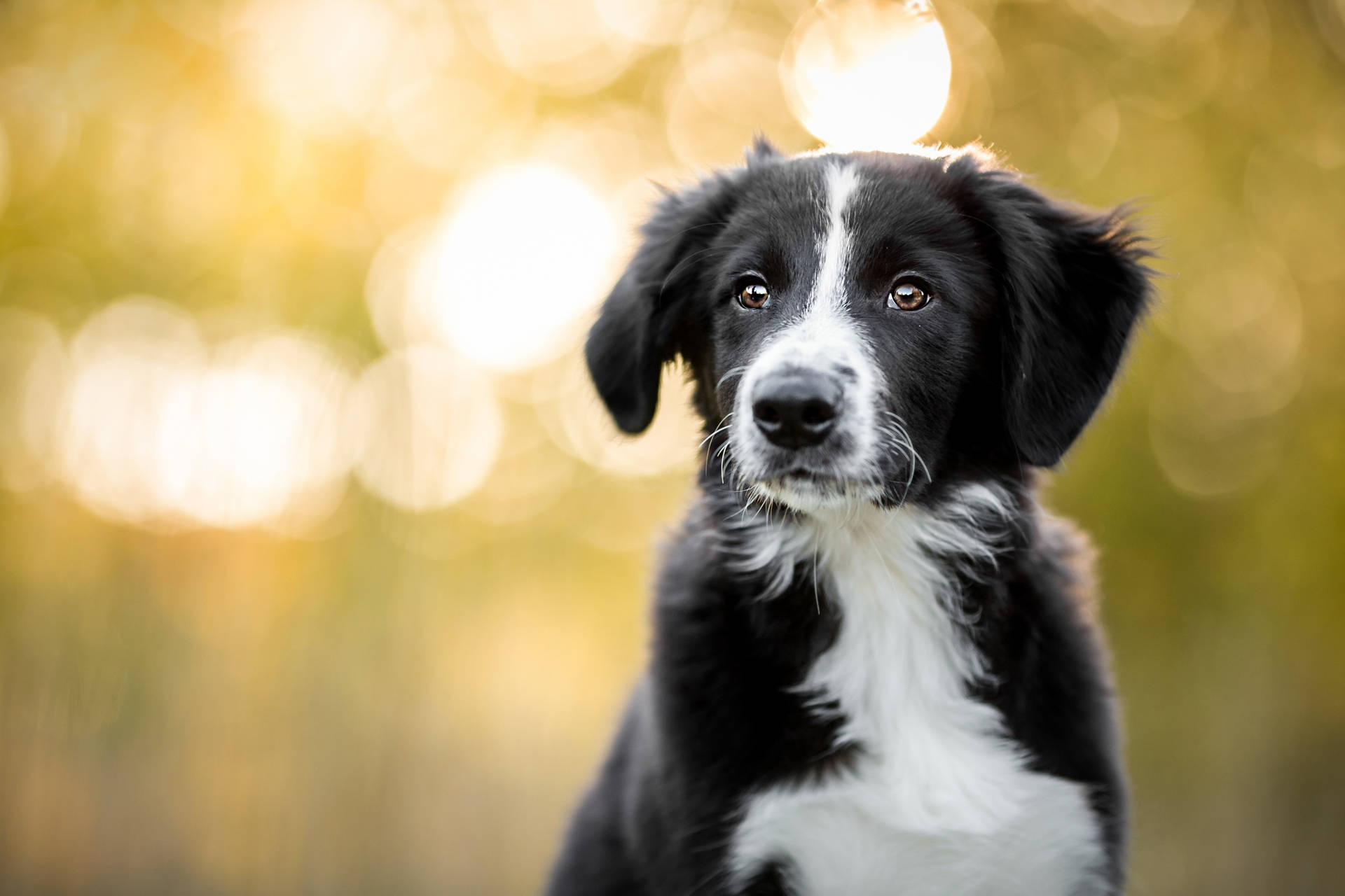 Border Collie Puppy With Ears Down Background