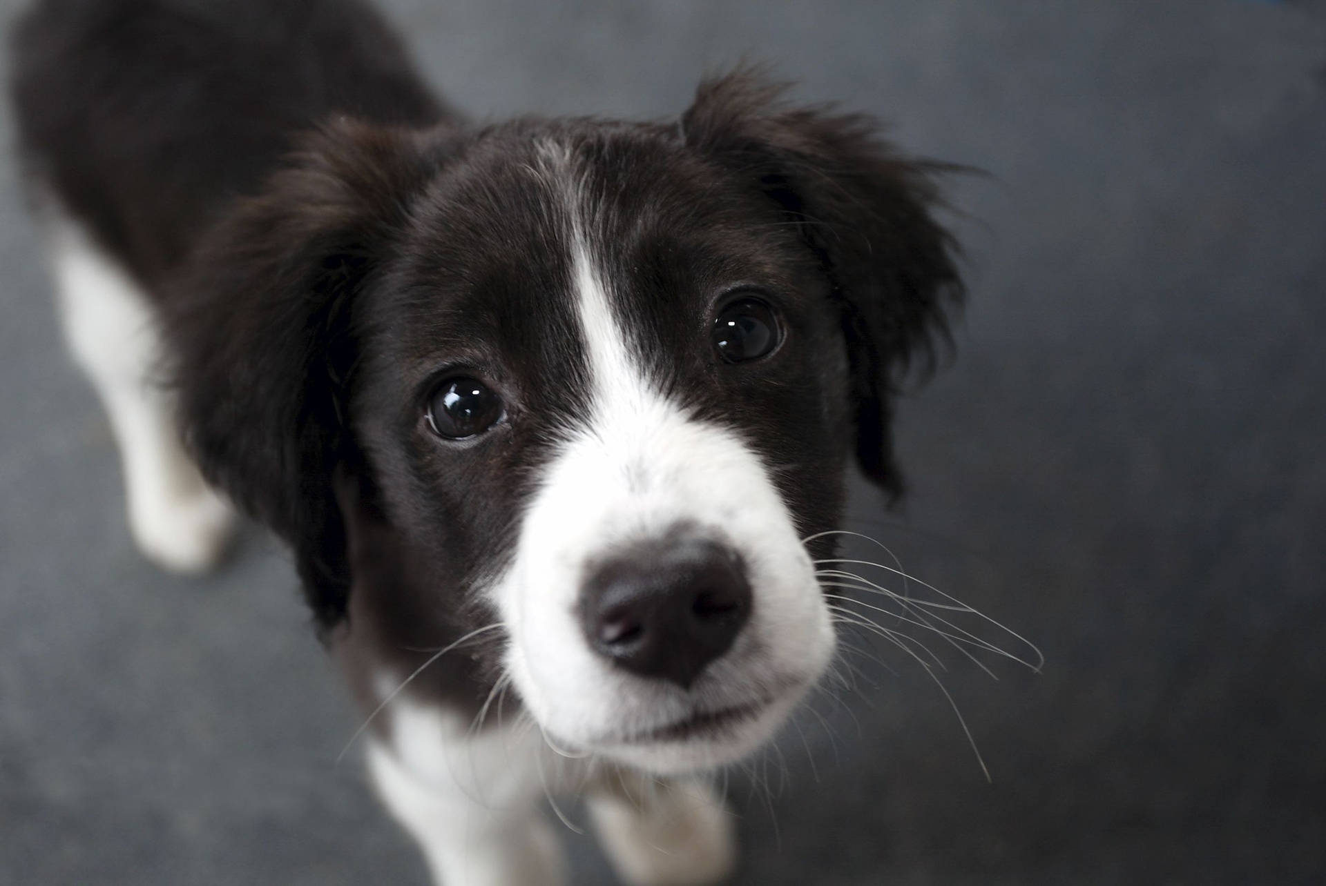 Border Collie Puppy With Heartwarming Eyes Background