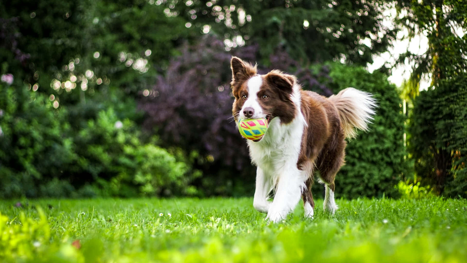 Border Collie Henter Ball Under Trening Bakgrunnsbildet