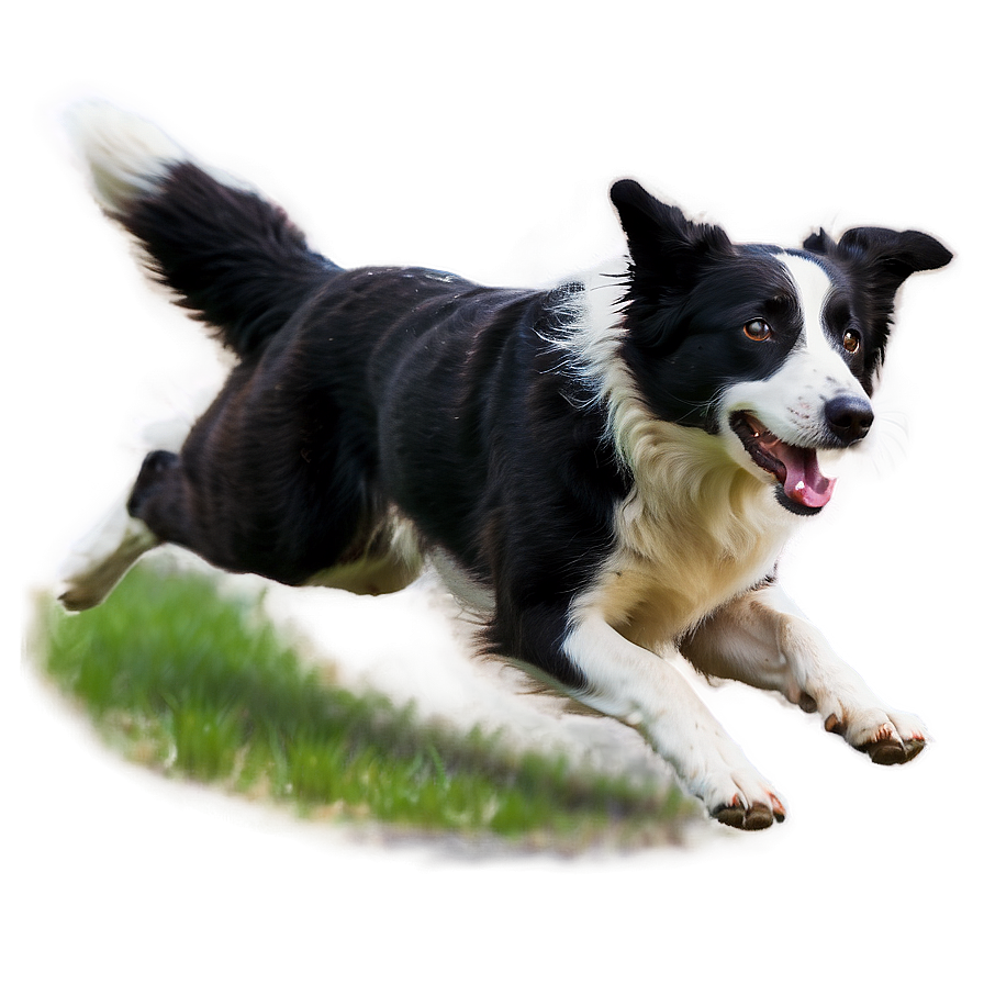 Border Collie Running Png 06132024 PNG