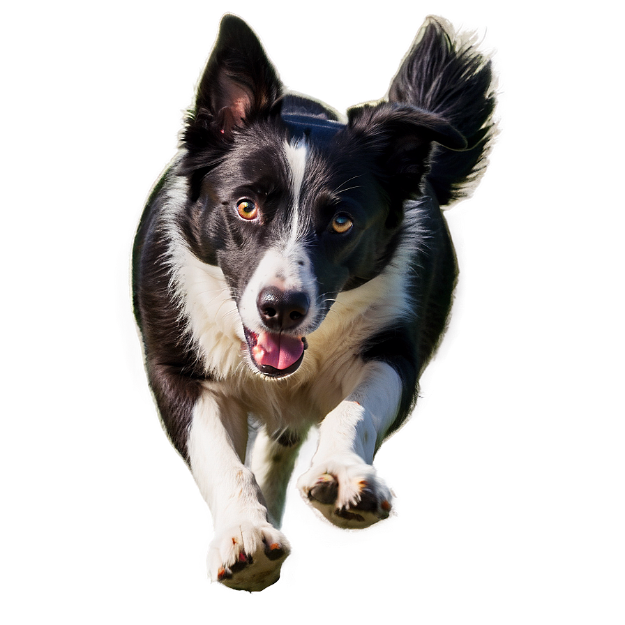 Border Collie Running Png Wfh PNG