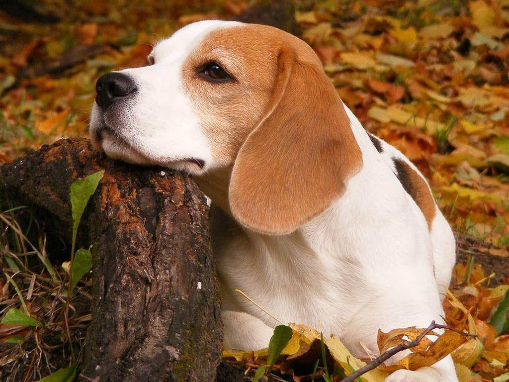 Bored Beagle Dog Wallpaper