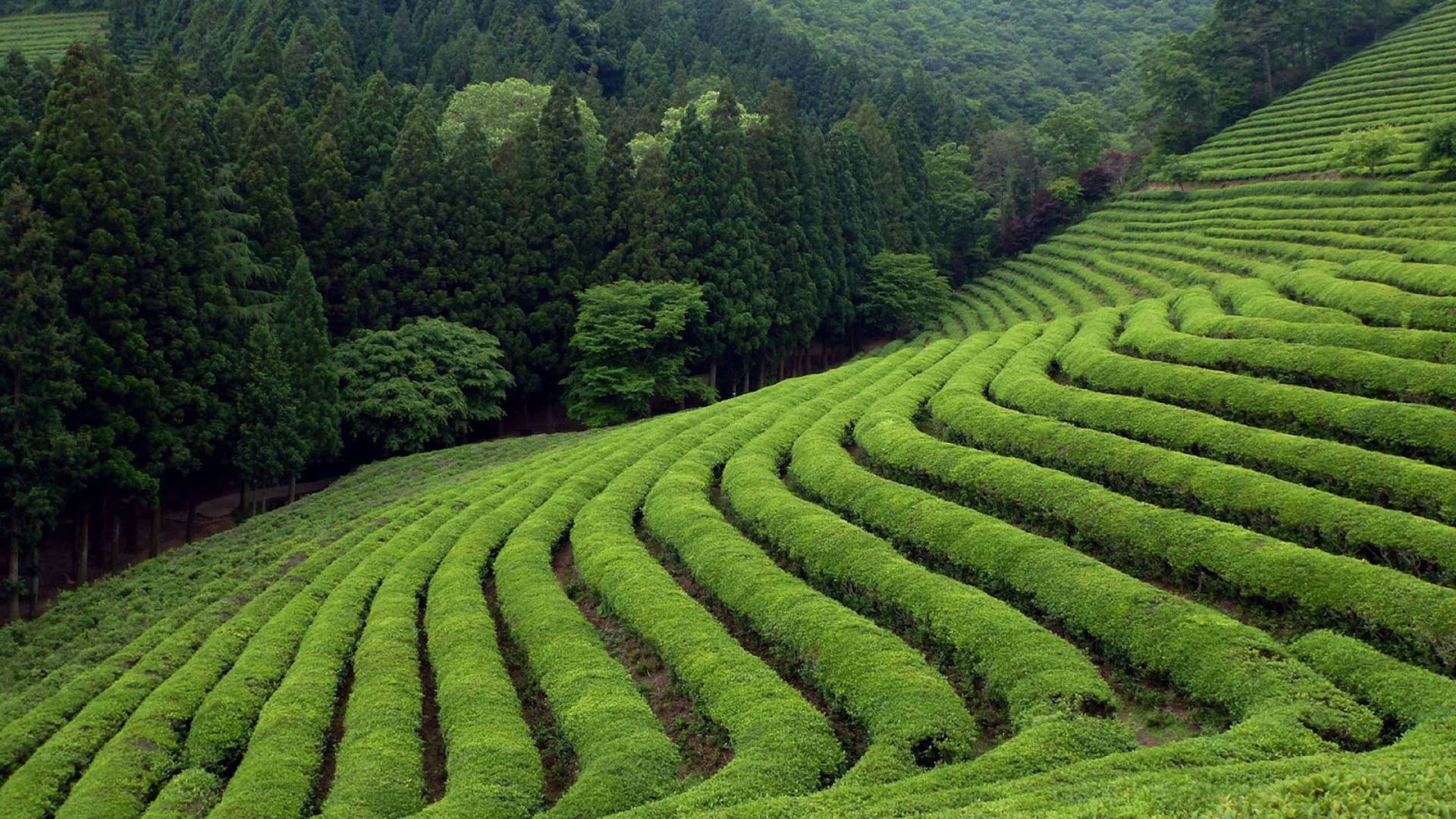 Boseong Green Tea Garden Wallpaper