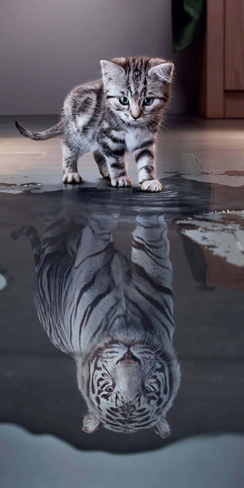 Boss Cat Reflection Wallpaper