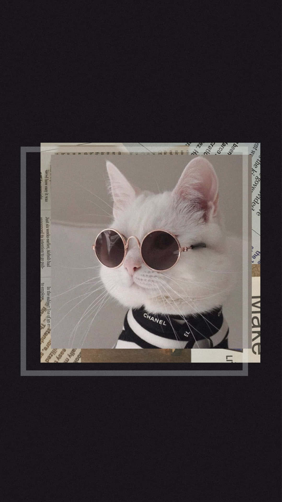 Download Boss Cat With Sunglasses Wallpaper | Wallpapers.com