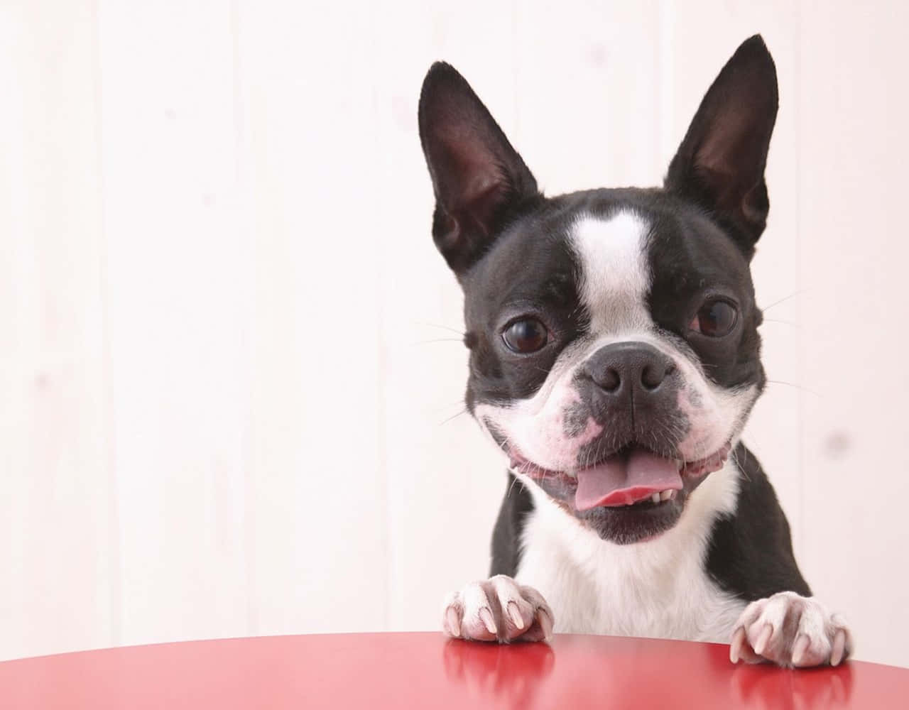 Cute Smiling Boston Terrier Picture
